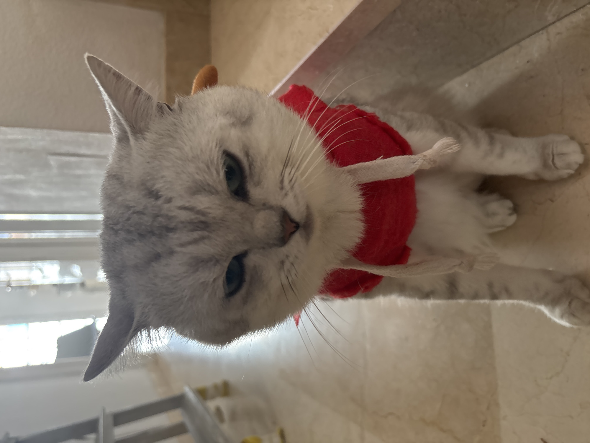 An adult, short-haired, grey tabby cat is seated on a tiled floor, facing forward with a slightly annoyed expression. The cat is wearing a red, circular garment around its neck, resembling a scarf or cape, with two white cords tied around it. The cat also has small, light brown ear-like accessories attached to its head. The background features a brightly lit interior with a doorway or window visible, and a portion of a grey ladder-like structure on the left. The floor is made of light-colored tiles with a marble-like pattern. The scene does not contain any elements that can be used to determine its location in Orihuela, Spain.