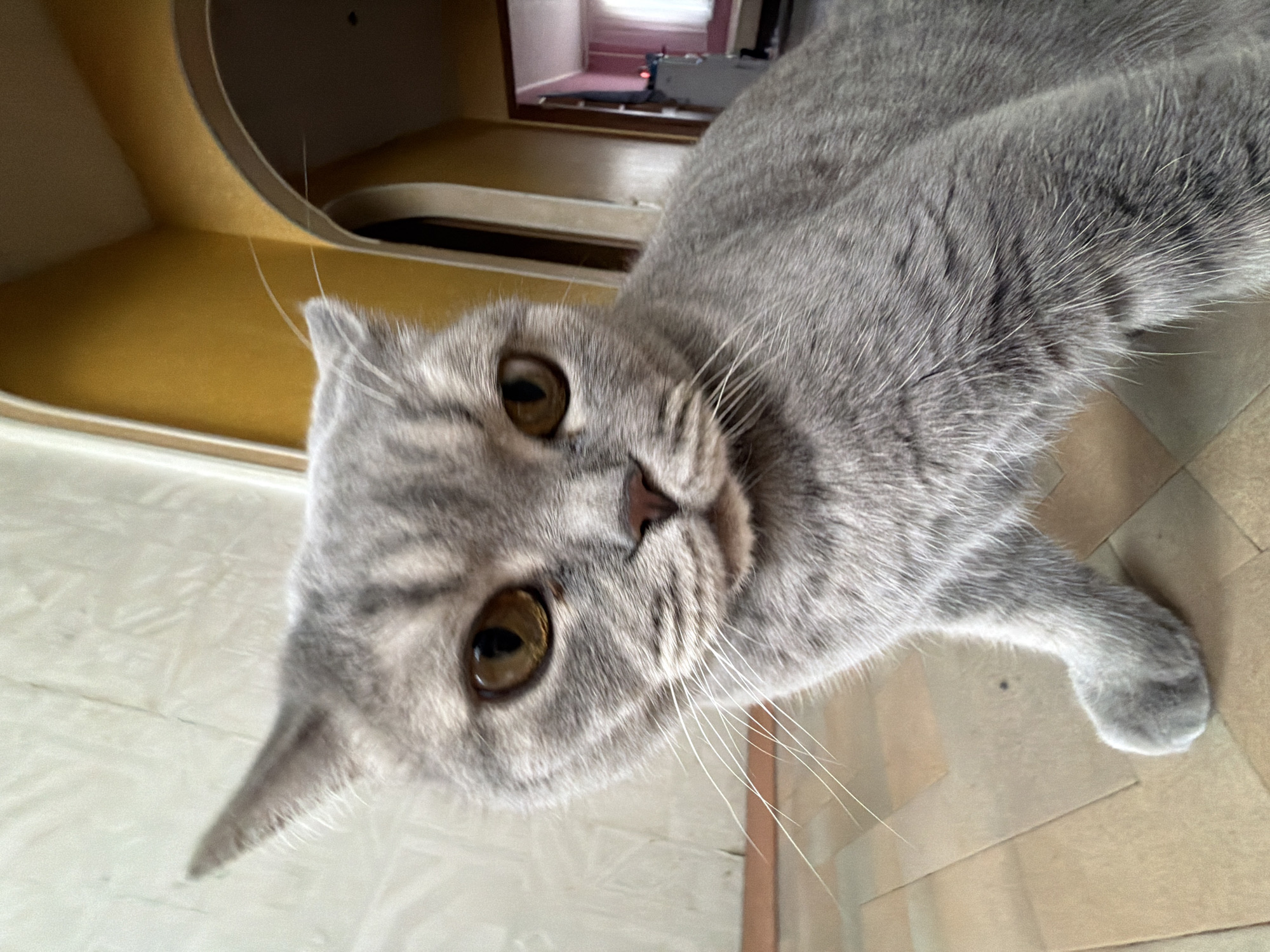 A close-up image shows a grey tabby cat with dense fur and prominent stripes, looking directly at the camera with a curious expression. The cat has large, round amber-brown eyes, a small pink nose, and long white whiskers. Its fur is primarily grey with darker grey tabby markings visible around its face and on its body. One of its front paws, which is also grey, is visible towards the lower right of the frame.
The setting is indoors, with the cat appearing to be resting on a light-colored floor, possibly beige or light grey tiles. In the background, to the cat's left, there is a curved structure with a vibrant yellow-orange surface, possibly part of a cat tree, furniture, or an interior architectural element. Further back, through an opening, another room can be seen with what appears to be pink or reddish carpeting and a white object. The image is taken from a low angle, making the cat's face prominent. The overall lighting suggests an indoor environment. This scene is located in Perm, Russia. No visible text is present in the image.