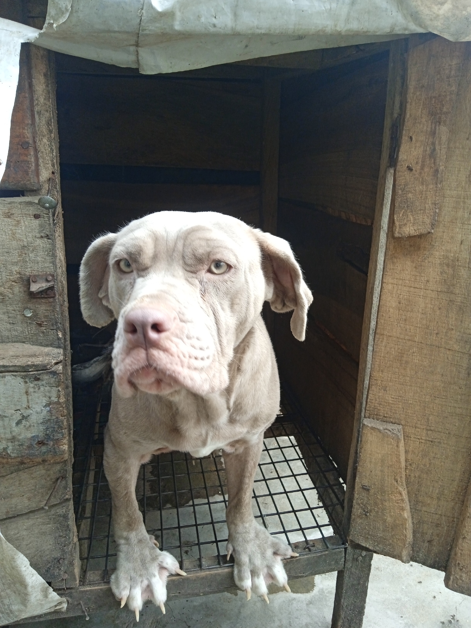 A lilac Weimaraner dog stands in a wooden kennel, likely in Jos, Nigeria. The kennel is elevated, constructed from unfinished wooden planks and a wire mesh floor. The dog's paws are resting on the edge of the mesh, and it is looking directly at the camera. The environment is dimly lit inside the kennel, contrasting with the natural light outside. A piece of white material is draped over the kennel roof. The kennel appears weathered and aged.