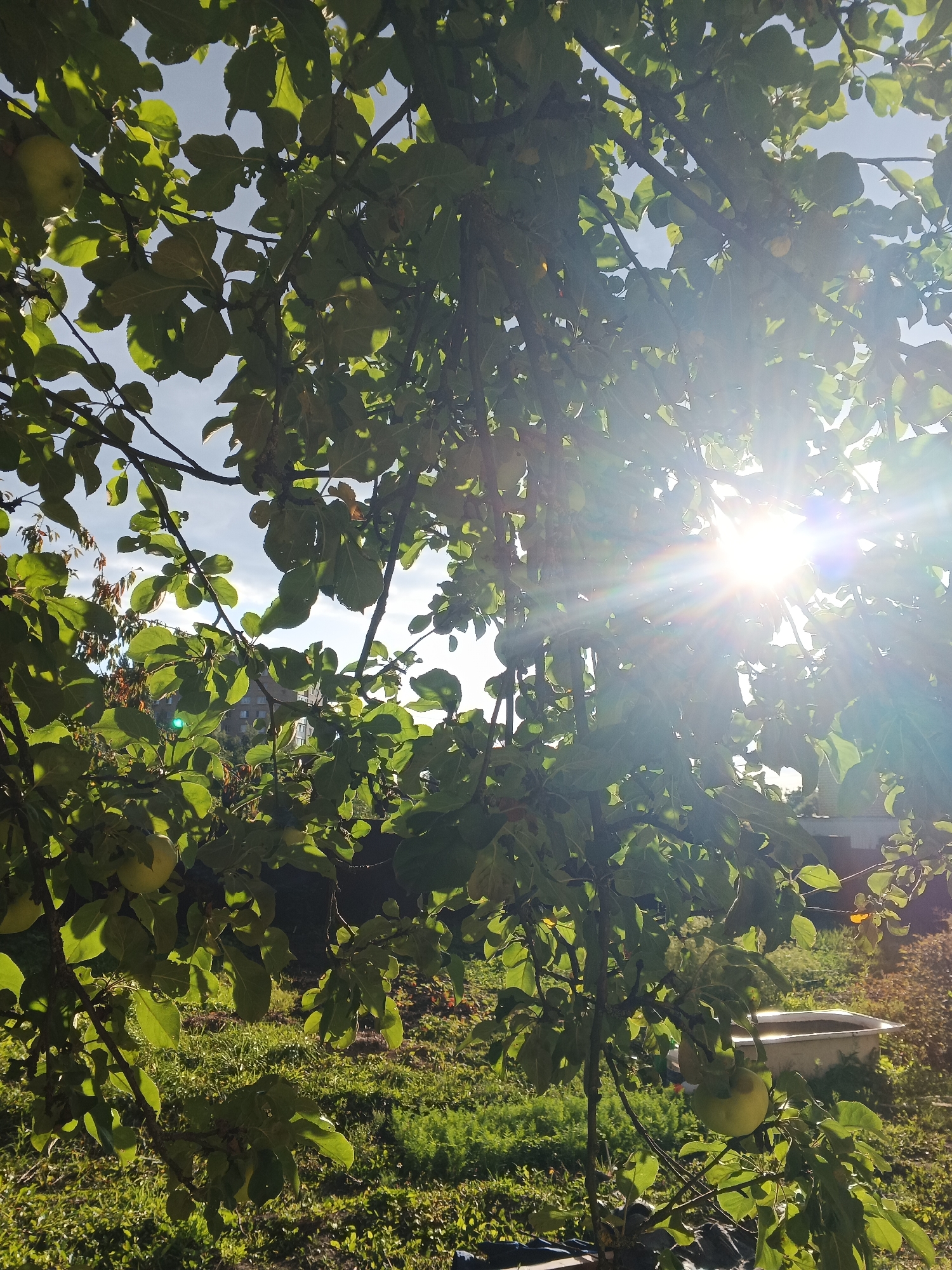 In an outdoor setting, an apple tree with green leaves and several green apples is in the foreground, with branches extending across the frame. Sunlight beams through the leaves, creating a lens flare effect in the upper right quadrant of the image. The background reveals a grassy area with some dried leaves and a white bathtub, suggesting a backyard or garden. In the distance, a building with multiple windows is visible. The sky is blue with some clouds. The scene appears to be in a rural or suburban area.