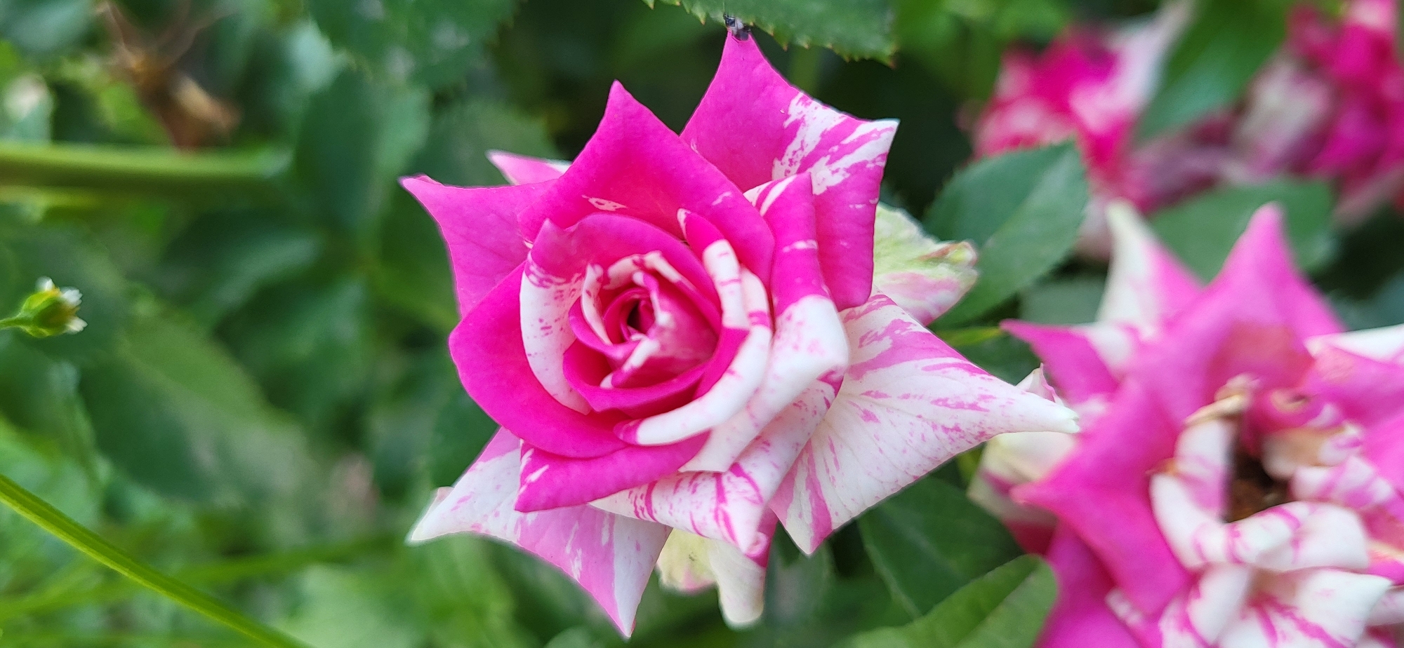 A close-up, vertical shot captures a vibrant, bi-colored rose in full bloom against a softly blurred background of green foliage. The rose petals are a striking mix of bright fuchsia pink and white, with the pink color appearing as splashes and streaks on the white base. The center of the rose is a tighter swirl of pink and white, with subtle hints of green. In the foreground, out of focus, are other pink and white roses, suggesting a garden or floral arrangement. A thin, green stem extends from the top left of the frame, adorned with a small, unopened bud. The lighting is soft and natural, highlighting the delicate textures of the petals. The scene appears to be an outdoor setting, likely a garden. This image does not contain any elements that would allow for its specific location in Taldykorgan, Kazakhstan to be identified.