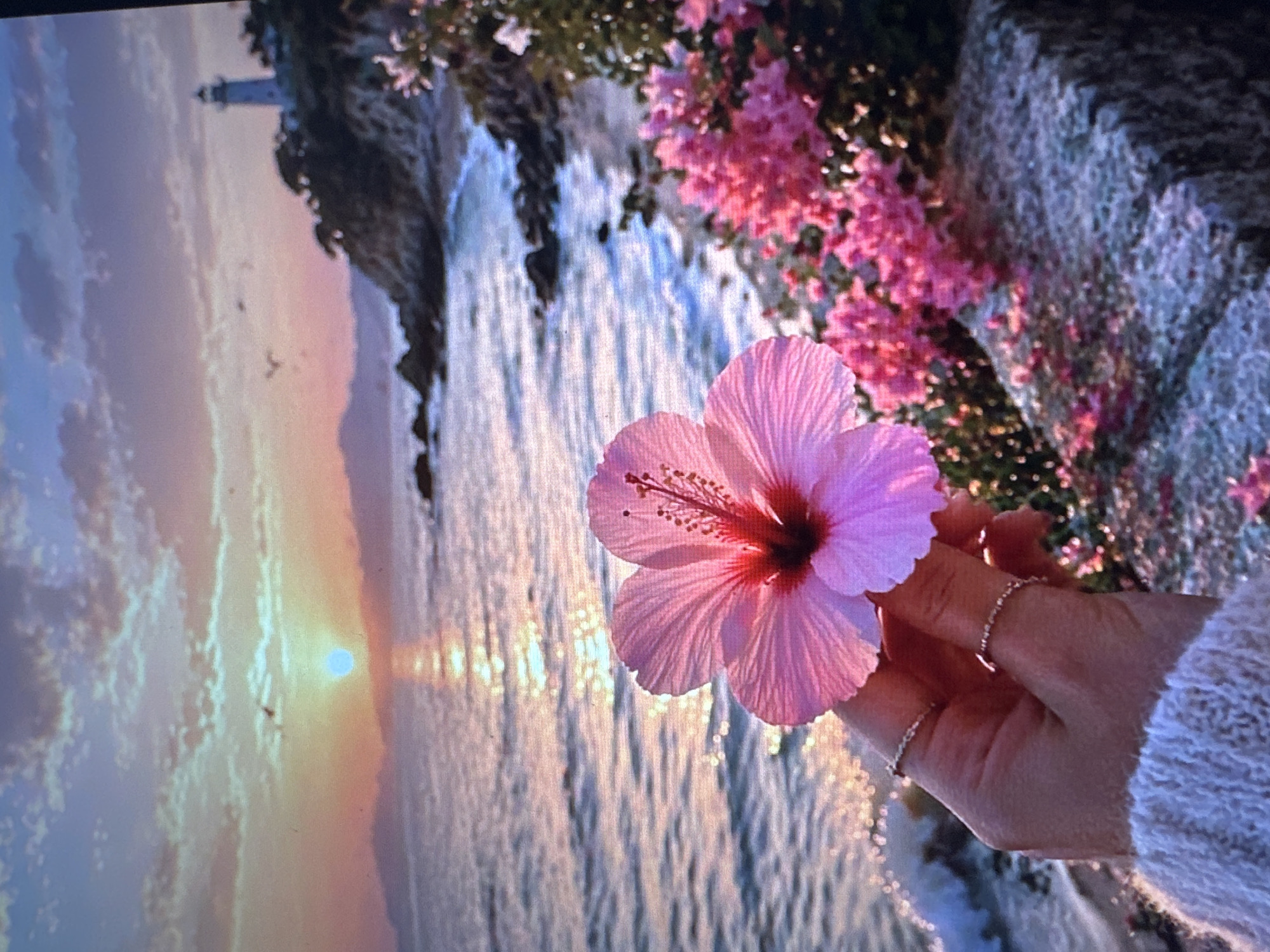 The image depicts a close-up view of a person's hand holding a pink hibiscus flower, with a sunset scene of the sea and a lighthouse in the background. The hand, adorned with two thin rings, is gently holding the flower, which is positioned in the foreground. The sea is calm, with gentle waves lapping at the shore, and the sky is painted with warm hues of orange, pink, and purple, indicative of a sunset. A lighthouse stands tall on a rocky coastline, adding a touch of serenity to the scene. Lush green foliage and vibrant pink flowers are visible along the edge of the coastline, adding to the picturesque setting. This image does not depict the city of Tallinn, Estonia.