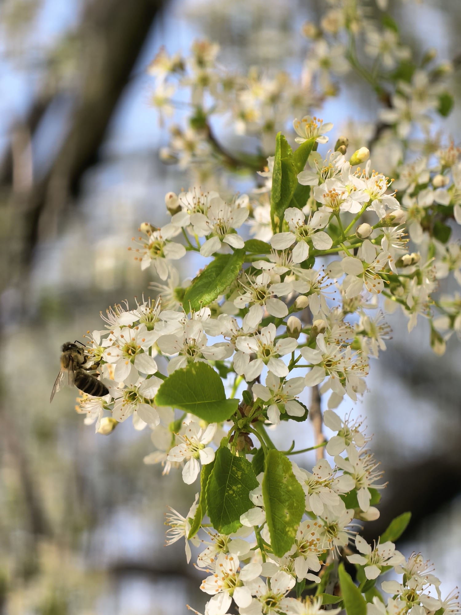 The image shows a close-up of a tree branch covered in small white blossoms, with a single honeybee perched on one of the flower clusters. The blossoms are clustered tightly together, with small green leaves interspersed among them. The bee is positioned on the left side of the frame, facing towards the center. The background is a blurry mix of blue sky and indistinct shapes, possibly representing other parts of the tree or distant objects. The location and city are unknown.
