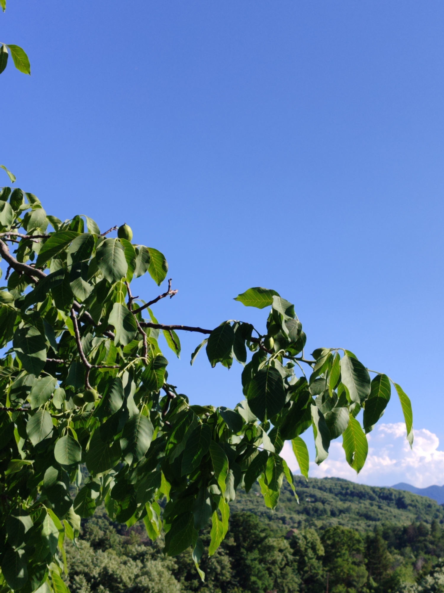This is a vertical, close-up, eye-level shot of a walnut tree branch laden with green leaves and some unripe walnuts, set against a clear, bright blue sky. The tree branch, with its dark brown bark, extends from the left side of the frame, with its foliage filling the lower half of the image. In the background, a lush, green, tree-covered mountain range is visible, with hints of clouds scattered across the upper portion of the sky. The image captures a natural outdoor scene, likely in a rural or mountainous area. There are no people or animals present in the image. The focus is on the natural elements of the tree, sky, and landscape. The location in the city of Vratsa, Bulgaria, is not visually discernible from the image itself, as the image focuses on nature and does not contain any urban or architectural elements that would identify a specific city.