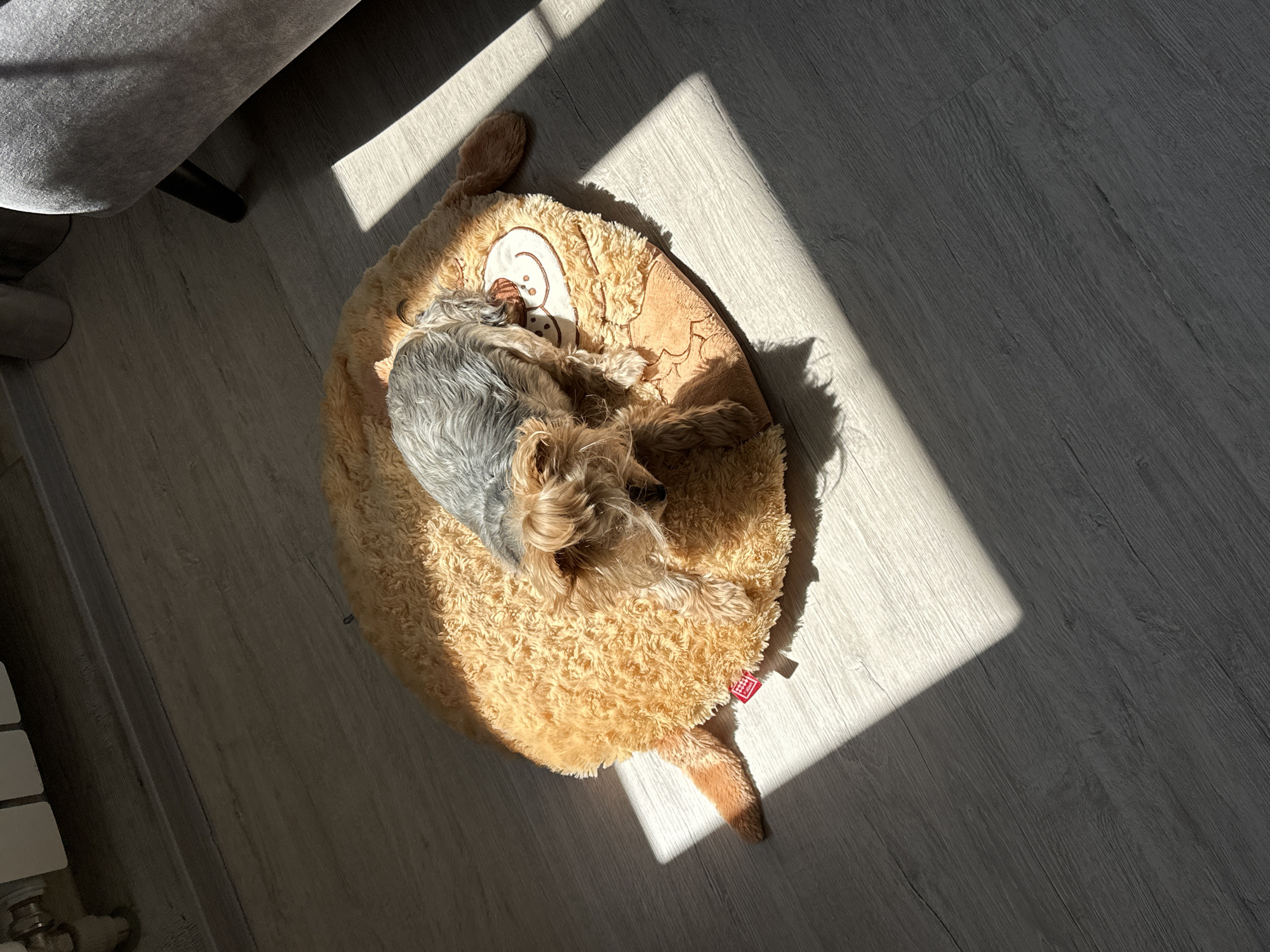 A small, grey and tan Yorkshire Terrier dog is curled up asleep on a tan, plush, circular dog bed in a room with grey laminate flooring. The dog bed is in the shape of an animal, possibly a bear or owl, with a cartoon face sewn onto one side. A bright beam of sunlight illuminates a portion of the floor and the edge of the dog bed. A grey upholstered chair is partially visible in the upper left corner of the image. A radiator is slightly visible on the left side of the image near the bottom. The location is unknown, but the request specifies that it is in Sochi, Russia.