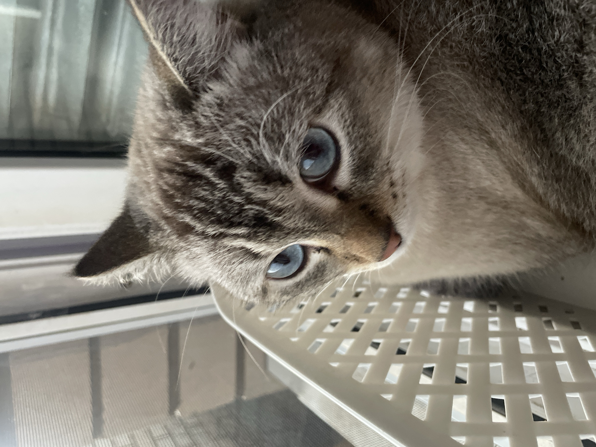 A close-up, eye-level shot captures a domestic cat with striking blue eyes. The cat, with grey and tan tabby markings, is positioned on a white, plastic grate, possibly a litter box or a cooling rack. Its head is tilted, and its gaze is directed towards the camera, conveying a sense of curiosity or mild alertness. The background is blurred, suggesting an indoor setting, with hints of vertical blinds or a window to the left. The lighting appears natural, possibly from a window, illuminating the cat's face and highlighting the texture of its fur. The focus is sharp on the cat's eyes and nose, while the rest of its body and the surrounding environment are softly out of focus. No text is visible in the image. The overall impression is one of a calm, perhaps playful moment captured with a pet.