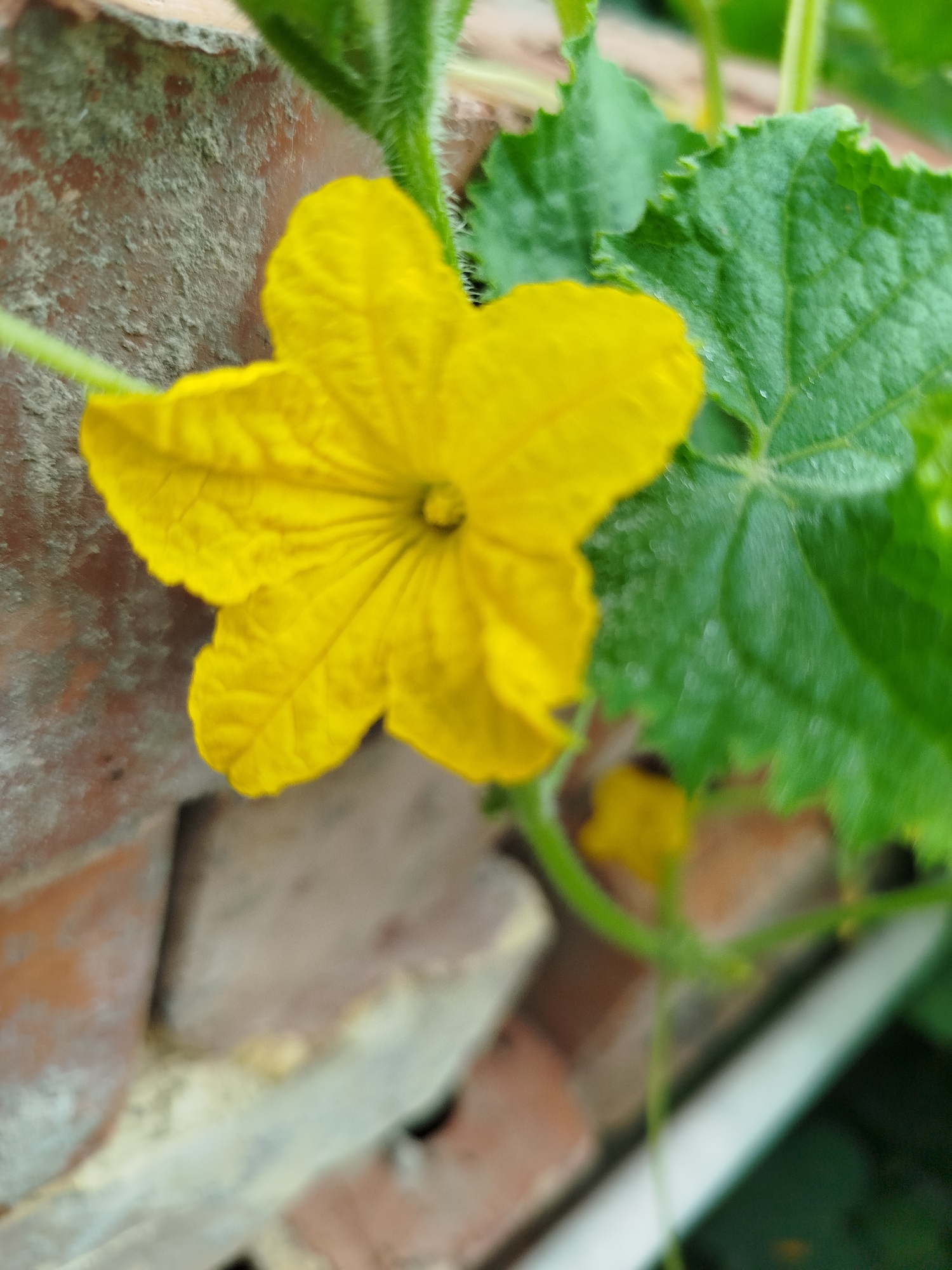 In Bishkek City, Kyrgyzstan, a close-up, low-angle, full shot captures a vibrant yellow flower with five distinct petals. The flower is in focus, showcasing intricate petal veins. Behind the flower, a textured, reddish-brown brick wall is visible, partially covered in a light gray substance. To the right of the flower, a lush green leaf with serrated edges extends into the frame. The overall environment suggests an outdoor setting, likely a garden or near a building. The lighting appears natural, highlighting the textures and colors of the flora and brickwork.