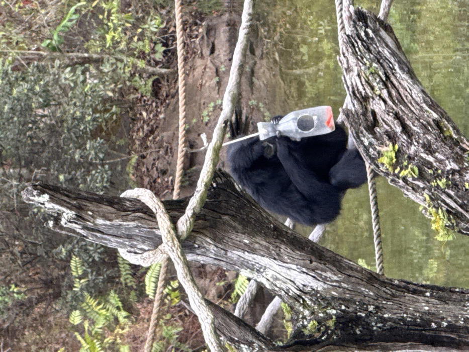 A black gibbon sits on a thick, textured tan rope within an animal enclosure in Bay Lake, United States, likely Disney's Animal Kingdom. The gibbon is positioned centrally, facing slightly left, actively holding a translucent plastic bottle with a white straw inserted. A reddish-orange liquid is visible at the bottom of the bottle, which appears to be a feeder. The bottle is suspended by a thin white line attached to an unseen point above. The gibbon's left arm is wrapped around the bottle, and its right hand manipulates the straw. The rope it perches on is secured to a large, weathered tree trunk on the left. In the background, a body of green-tinted water is present, bordered by dense natural foliage, including ferns and trees, suggesting a naturalistic habitat. Another rope is visible horizontally behind the primary rope.