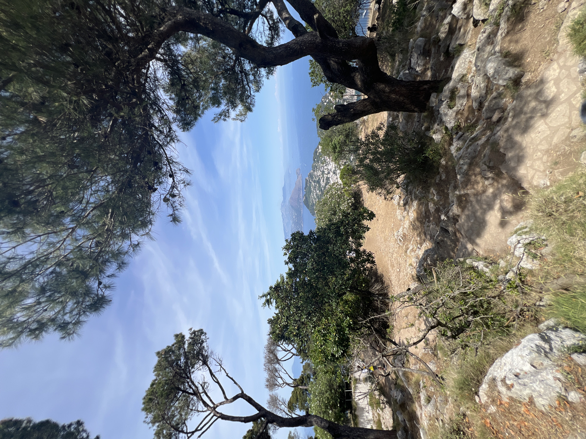 The image depicts a scenic view from a vantage point overlooking the island of Capri and the Tyrrhenian Sea, likely from Anacapri, Italy. In the foreground, a large, gnarled pine tree dominates the right side of the frame, its branches spreading out to partially obscure the view. To the left, another pine tree with a more slender trunk stands tall. The terrain is rocky and uneven, with patches of dry grass and scattered rocks.
Beyond the immediate foreground, lush green trees and shrubs create a natural border. A small path, paved with stones, winds through the vegetation. In the mid-ground, the town of Capri is visible, a dense cluster of white buildings cascading down the hillside towards the sea. The deep blue sea stretches out to the horizon, dotted with a few small boats. The sky is a bright blue, with wispy white clouds. The overall impression is one of a serene, sun-drenched Mediterranean landscape.
A person in a yellow shirt and dark shorts is visible walking on the path in the middle left of the image. Another person is seated on a ledge on the far right, partially obscured by the tree. The scene is bathed in bright sunlight, casting shadows from the trees onto the rocky ground.