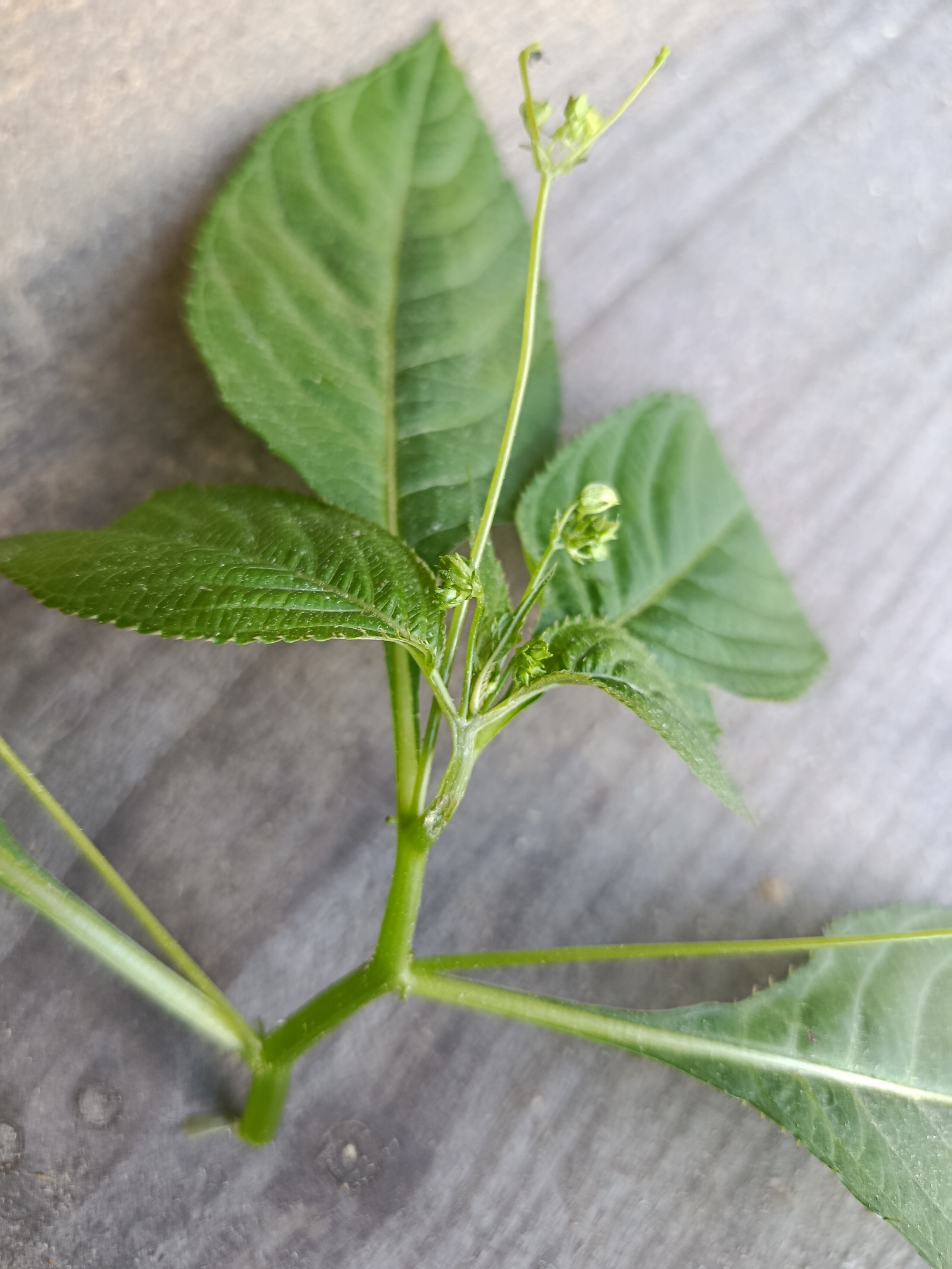 A close-up, overhead shot focuses on the top section of a green plant with serrated leaves and developing buds against a grey, textured surface. The plant is positioned diagonally, with its stem extending from the lower left towards the upper right of the frame. Several leaves are visible, varying in size and orientation, with prominent veins. At the apex of the stem, small, light green buds are clustered, some with thin, delicate tendrils extending upwards. A faint shadow is cast on the surface behind the plant. The background appears to be a wooden surface with visible grain patterns and some subtle textural variations. The image is well-lit, highlighting the details of the plant's structure and the texture of the surface.