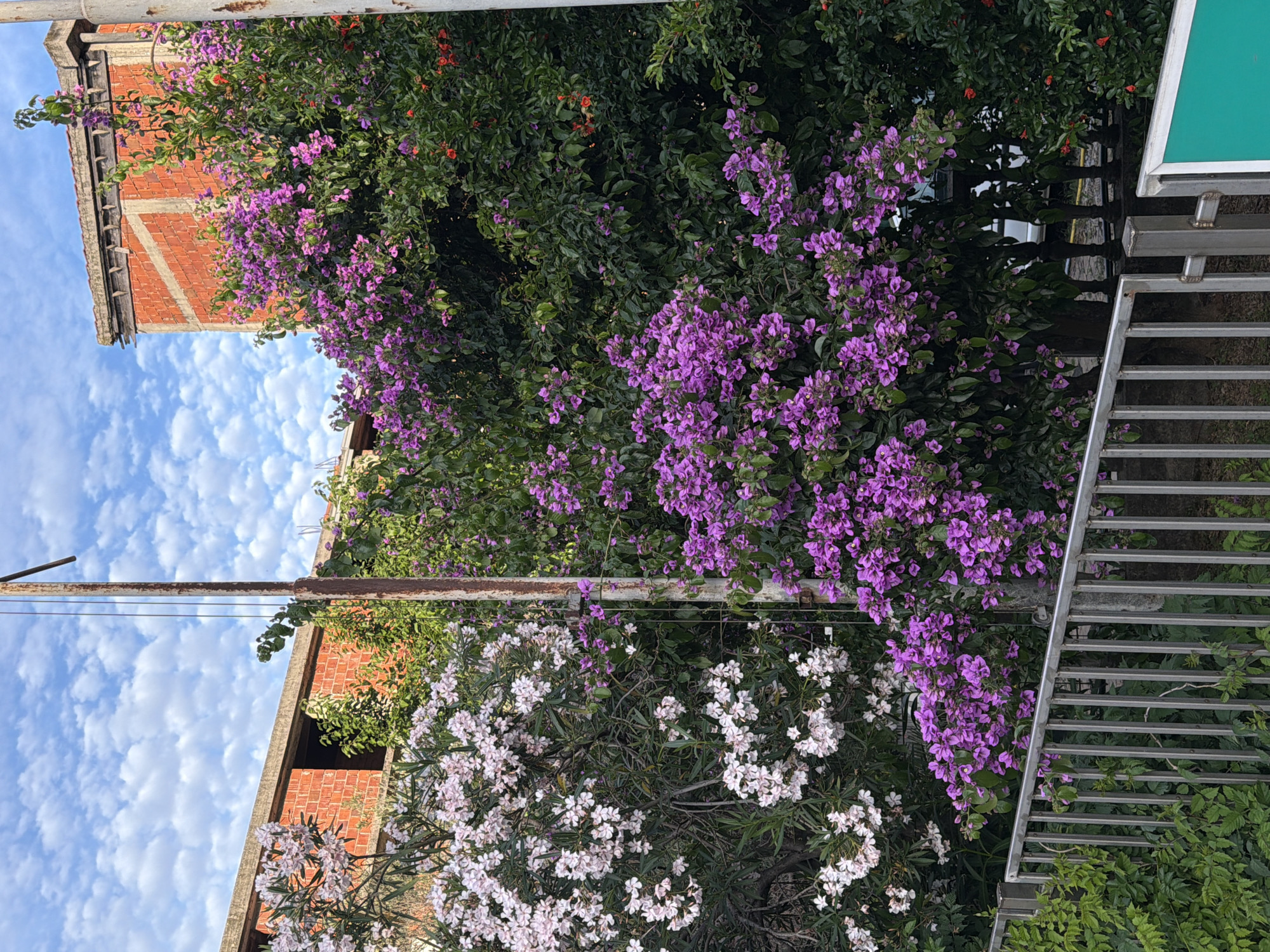 This outdoor image, captured in Budva, Montenegro, presents a scene dominated by lush vegetation and partially visible architectural structures under a clear blue sky with scattered white cumulus clouds. In the foreground, a silver-colored metal fence, consisting of vertical bars and a horizontal top rail, extends across the lower portion of the frame. To the right of the fence, a small section of a green rectangular sign with a white border is visible.
Behind the fence and filling the mid-ground is a dense arrangement of flowering shrubs and trees. On the left, a large bush with numerous clusters of small, pale pink to white flowers, characteristic of Oleander, is prominently featured. To its right, a vibrant Bougainvillea plant bursts with copious clusters of rich purple flowers. Further to the right, amidst darker green foliage, a plant with small, bright orange-red flowers or berries is visible.
A tall, slender, rusty metal pole, possibly a utility pole or part of a defunct structure, stands vertically near the center of the image, extending from the bottom to the top edge. Wires or ropes are visible hanging along its length.
In the background, two red brick buildings are partially visible. The structure on the left features a large, rectangular opening devoid of a window or door, topped by an exposed concrete lintel or beam, suggesting an unfinished or abandoned state. The building on the right, visible as a corner section, also displays red brickwork but incorporates distinctive diagonal bands or patterns in a lighter-colored material, likely concrete. Its roofline includes a decorative concrete cornice with small supporting corbels. Through gaps in the foliage and fence, glimpses of what appears to be a paved area and possibly the top of a vehicle are discernable in the distant background. No people are visible in the frame.