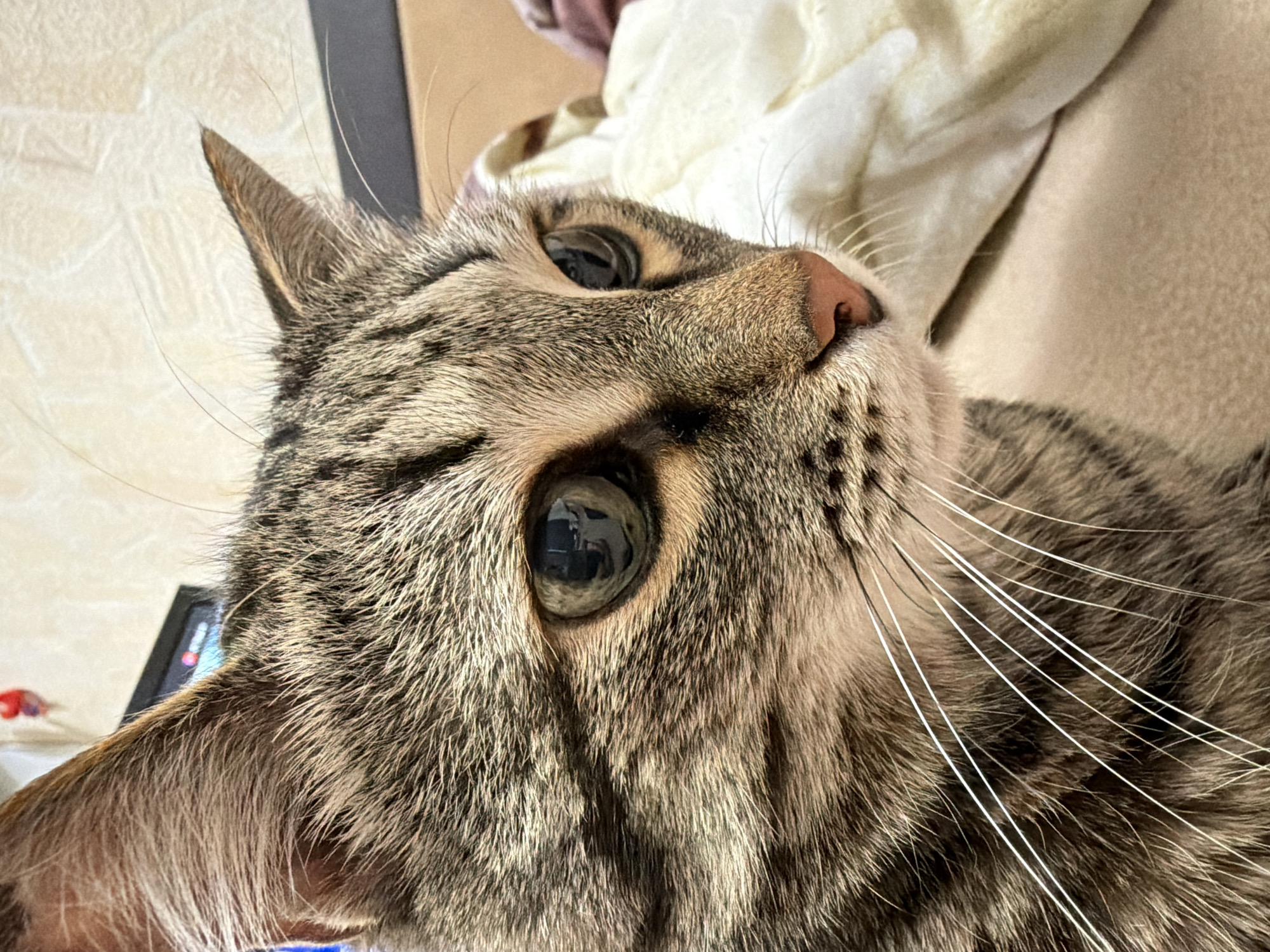 A close-up, slightly tilted shot depicts a tabby cat. The cat's head is the primary subject, with its gaze directed upward and to the right. Its eyes are large and reflect the surrounding environment, including what seems to be a window. The cat's fur is a mix of grey and brown hues, with visible black stripes. Long, white whiskers extend from its muzzle. The cat is lying on a soft surface, possibly a bed or couch. The background is blurred but appears to consist of light-colored fabrics or bedding. There is no discernible location information beyond the immediate setting. There are no identifiable people, specific actions, or interactions evident in the image. The image does not appear to be taken in Izhevsk, Russia.