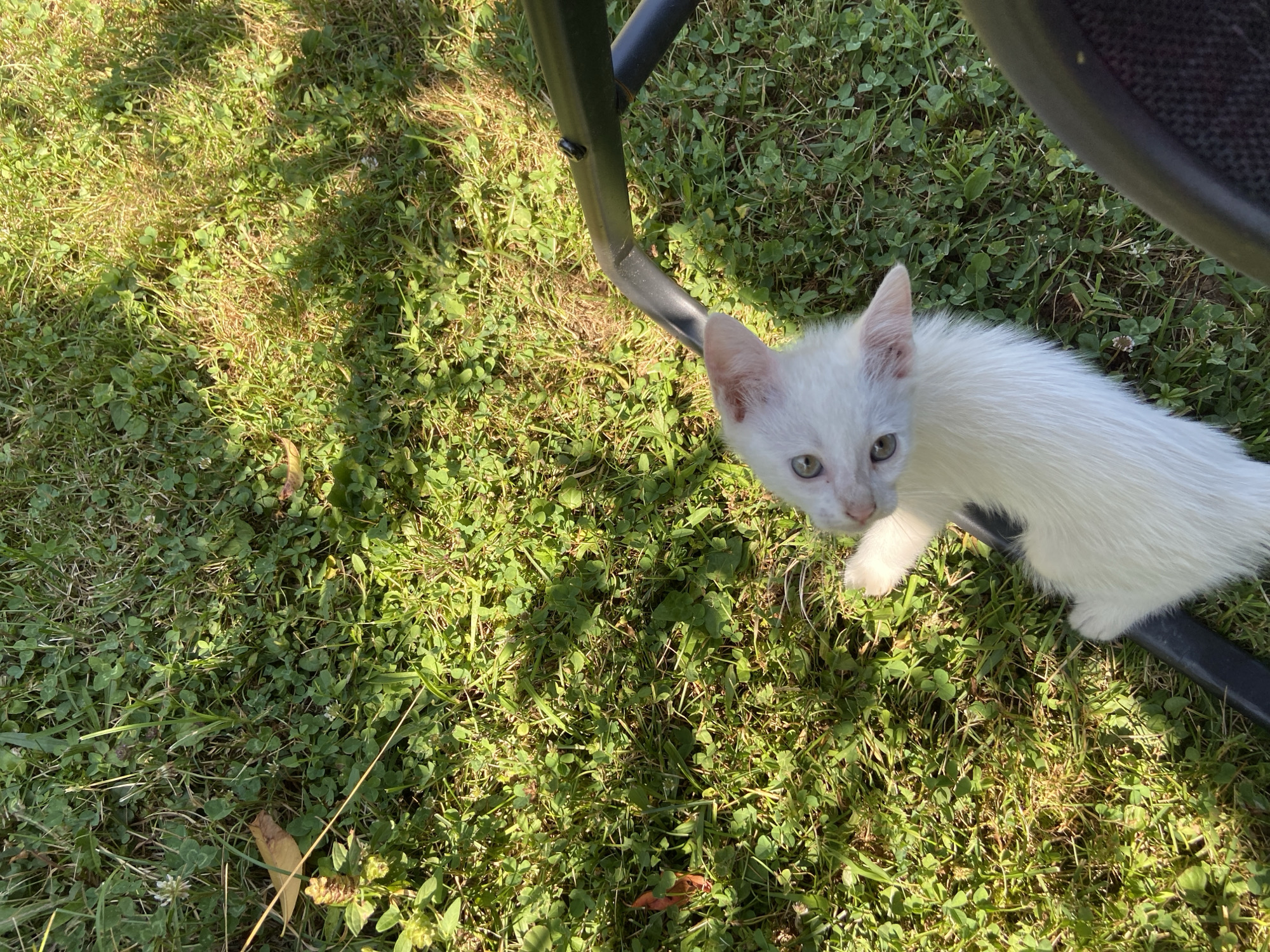 An overhead shot shows a white kitten lying in the grass. The kitten is looking up at the camera with wide green eyes. Its body is mostly white, with some pink on its ears. The grass is green and lush, with some patches of yellow and brown. There is a black object, possibly a chair leg, to the right of the kitten. The scene appears to be outdoors, with dappled sunlight filtering through leaves, suggesting a park or garden setting in the city of Mindia, Bulgaria.