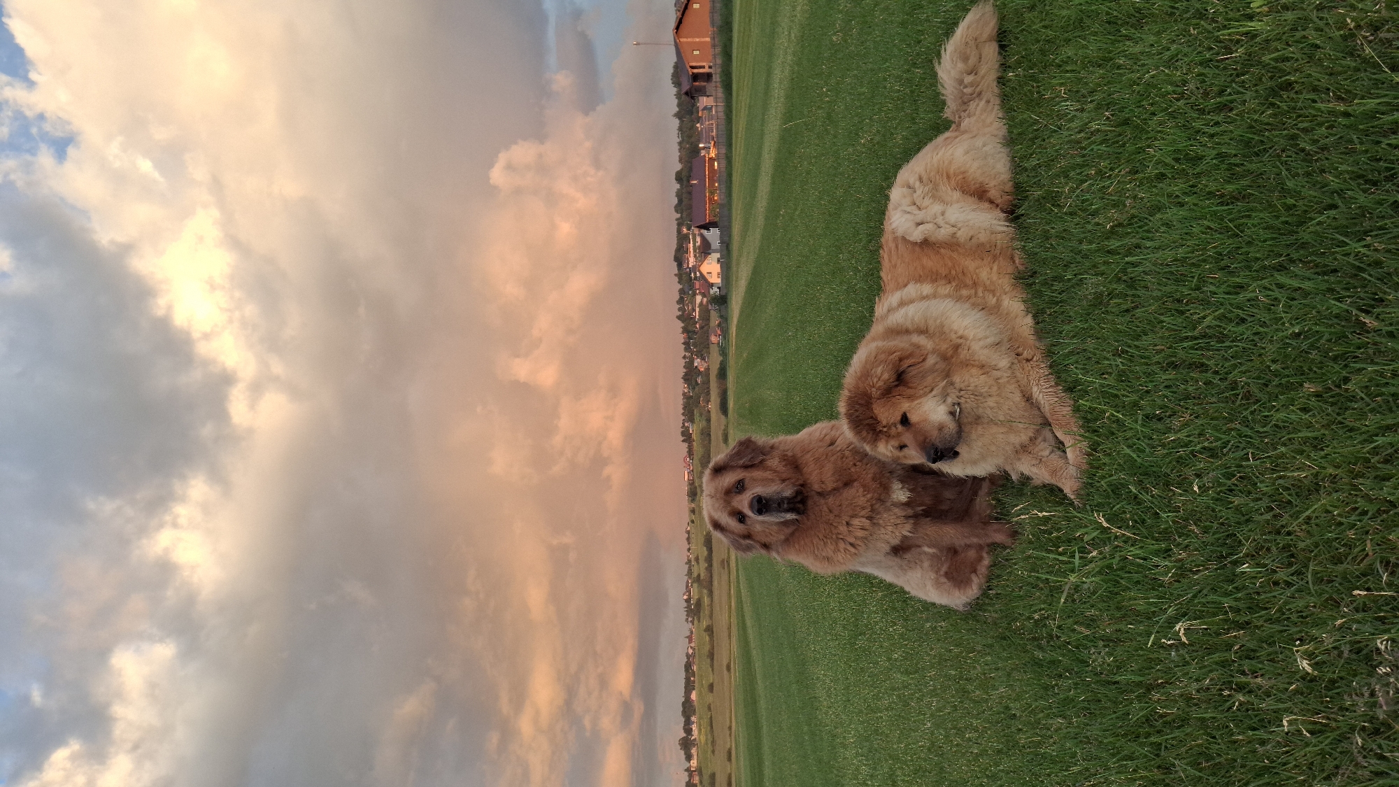 Two large, fluffy dogs, appearing to be Tibetan Mastiffs, are positioned in a grassy field. The dog on the left is sitting upright and looking towards the camera, while the dog on the right is lying down, facing to the right. In the background, a town with houses and buildings is visible, nestled behind a gently sloping green landscape. The sky above is dramatic, filled with large, textured clouds illuminated by what appears to be either a sunrise or sunset, casting warm hues of orange and yellow across the scene. The overall environment suggests an outdoor setting, possibly on the outskirts of a residential area in Kempelevo, Russia.