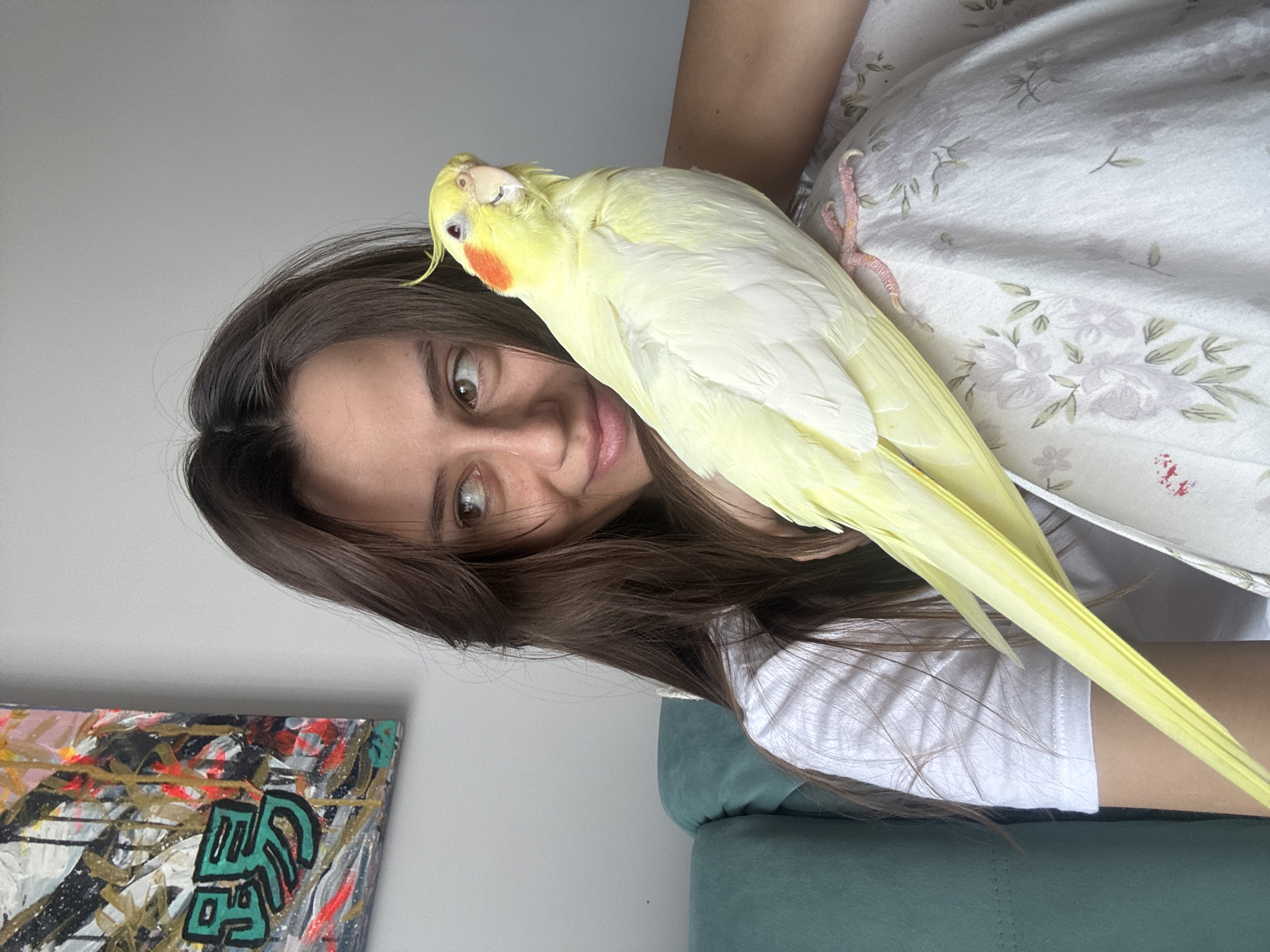 A young woman is captured in a close-up, casual portrait indoors, seen from the chest up. She has long, dark brown hair and is looking towards the camera with a gentle smile and light brown eyes. A light yellow cockatiel with distinctive orange cheek patches and a small yellow crest is perched comfortably on her left shoulder and chest. The bird appears relaxed, with its pink feet visible gripping a light-colored, floral-patterned fabric behind the woman, possibly a bedspread or blanket.
The woman is wearing a white t-shirt. To her left, partially visible on a wall, is a vibrant, abstract art piece featuring bold brushstrokes in black, white, red, gold, and green. On this artwork, stylized green characters resembling East Asian script can be seen. To her right, a portion of a green sofa or cushion is visible. The background consists mainly of a plain light-grey wall, suggesting a simple, home-like setting. The lighting is bright and even, indicative of daytime. The overall mood conveyed is calm and affectionate, highlighting the bond between the woman and her pet bird. The provided location context for the image is Krasnoyarsk, Russia.
