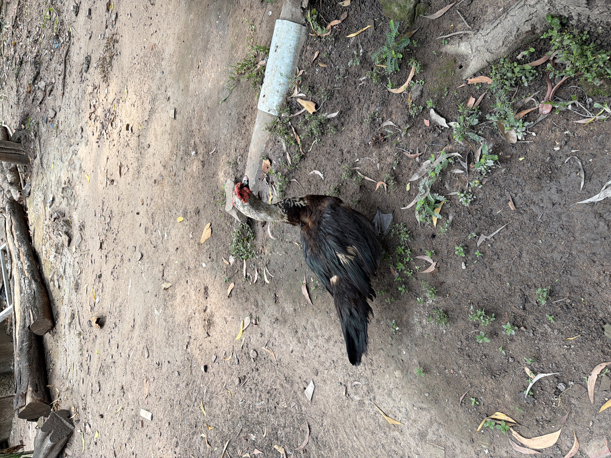 An overhead shot captures a Muscovy duck resting or foraging on a patch of uneven ground in what appears to be a rural or semi-urban outdoor setting, likely in Ho Chi Minh City, Vietnam. The duck, positioned in the upper right quadrant of the frame, has predominantly dark, iridescent brown to black feathers, particularly visible on its body and wings. Its neck is a lighter gray, contrasting with its distinctive head, which features prominent red caruncles or warty growths around its eyes and beak. The duck's head is lowered towards the ground, suggesting it might be pecking or simply in a relaxed posture.
The ground itself is a mix of dry, light-brown dirt and darker, possibly damp, soil. Sparse green weeds and small plants are scattered across the darker soil areas, particularly towards the right and upper parts of the image. Numerous dried, brown leaves, some elongated like eucalyptus leaves, are dispersed across the entire ground surface.
In the upper central portion of the image, a light-colored, possibly PVC, pipe or piece of debris lies partially embedded in the soil. To the far left, sections of rough-hewn or cut wood, resembling tree trunks or large branches, are visible, adding to the rustic environment. The lighting suggests it is daytime, with natural light illuminating the scene, though without harsh shadows. No human subjects or visible text are present in the image. The overall impression is one of a natural, somewhat unkempt outdoor space where domestic fowl might roam.