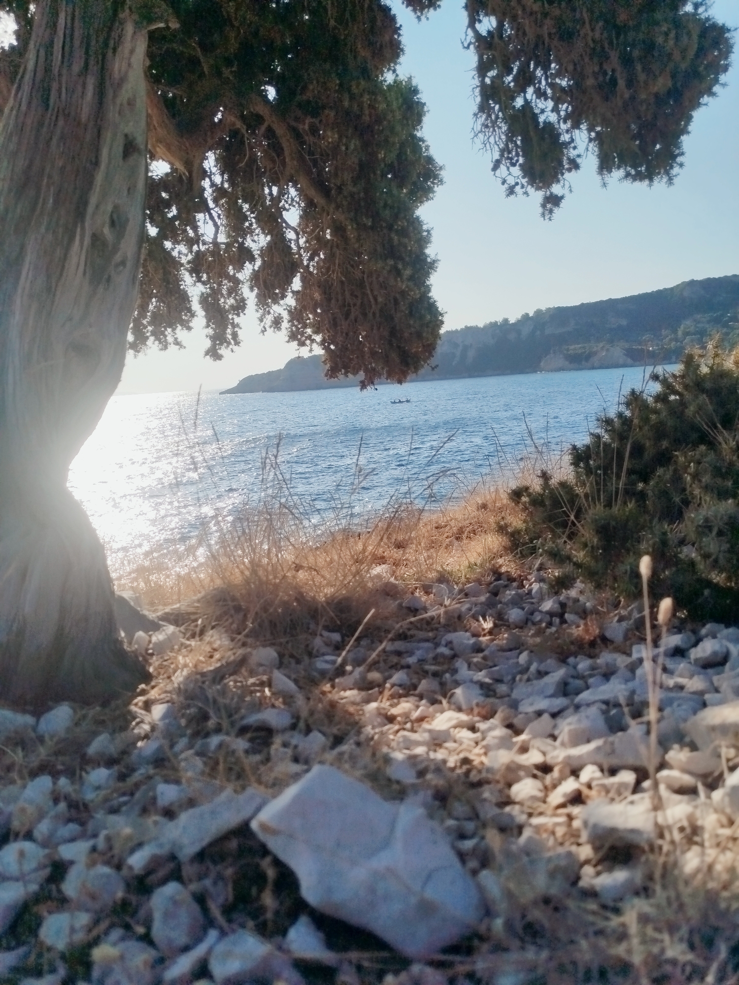 The image depicts a rocky, coastal landscape in Karaburun, Turkey, bathed in the warm light of late afternoon. In the foreground, a gnarled tree with a textured, light-colored trunk dominates the left side, its branches laden with dark green foliage. The ground is covered with various-sized stones and dry, straw-like grass.
Beyond the immediate foreground, the bright blue sea stretches out, its surface shimmering with sunlight. A thin line of dry, golden grass and low-lying green bushes separates the rocky shore from the water. In the distance, a verdant, hilly coastline is visible under a clear, pale blue sky. Two small, dark boats are present on the water, suggesting human activity. The overall atmosphere is serene and natural, characteristic of a coastal region.