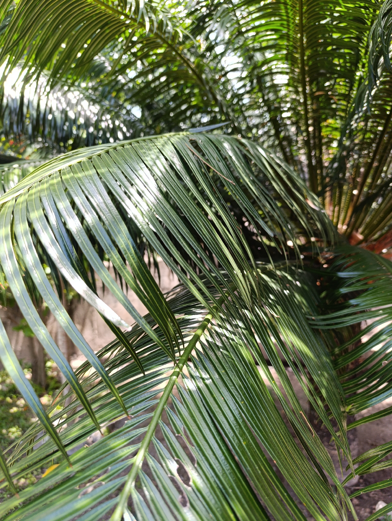 A close-up, eye-level shot shows lush, green palm fronds. The fronds are long and slender with a glossy sheen, and they are illuminated by dappled sunlight. The fronds are angled across the frame, with some in sharp focus and others blurred in the background. The background appears to be a garden or outdoor setting with hints of earth and other foliage. There are no people or animals visible in the image. The location is Unknown, Unknown.