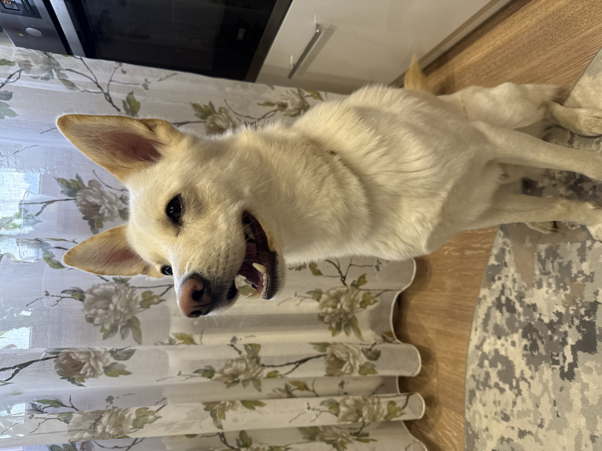 In the city of Марковский, Russia, a light-colored dog is captured in a medium shot, seated on a patterned rug. The dog's mouth is open, revealing its teeth and tongue, and its eyes are looking slightly to the left. Behind the dog, a curtain with a floral pattern hangs, and to the right, a portion of a white kitchen cabinet and a dark appliance, possibly an oven, are visible. The floor is made of wooden planks. The lighting suggests an indoor environment.