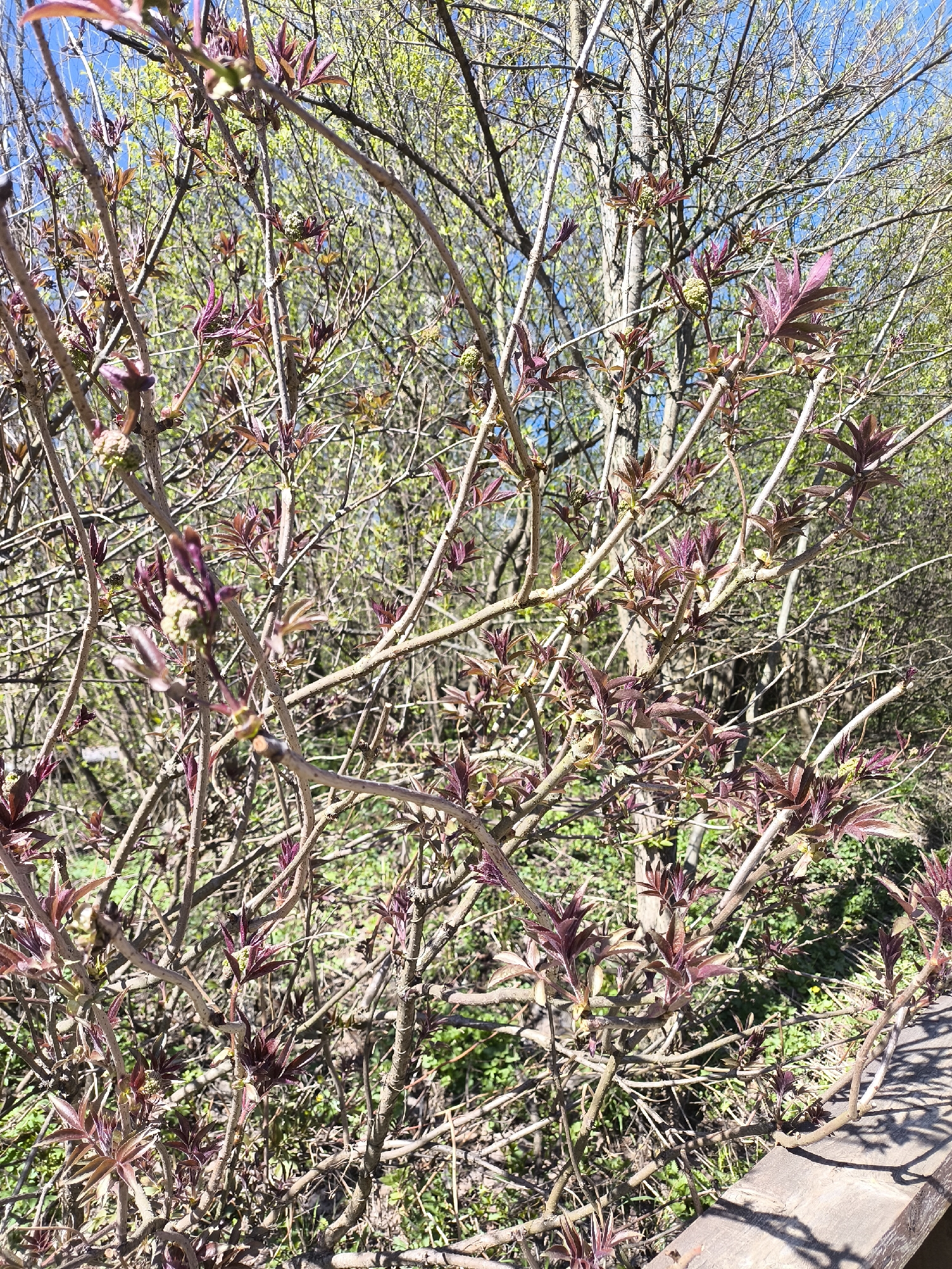 The image depicts a close-up view of a shrub with emerging reddish-purple leaves and small green buds. The shrub is composed of many intertwining thin brown branches. Behind the shrub, trees with light green foliage fill the background, suggesting early spring. A clear blue sky is visible in the upper left. A wooden barrier is visible in the lower right corner, casting a shadow, suggesting a constructed path or walkway. The photograph likely taken outdoors during the day. The location is unspecified.