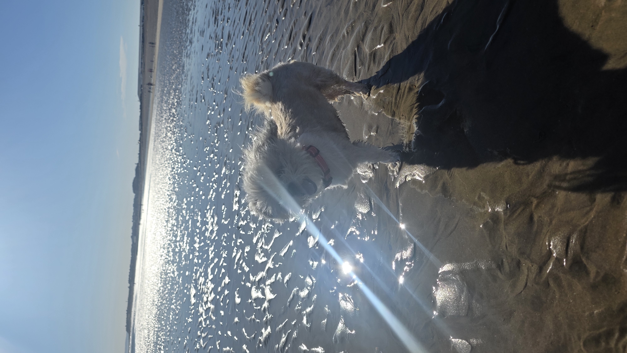 A medium shot captures a small, light-colored dog standing on a sandy beach in St Leonards, United Kingdom. The dog, with shaggy fur and a red collar, faces left, its head slightly tilted. The sun, positioned high and to the left, casts bright lens flares across the wet sand and the shallow water covering it. The sand exhibits ripples and patterns from the receding tide. In the distance, a hazy shoreline with buildings and a few silhouetted figures walking can be seen under a clear blue sky. The overall impression is of a bright, sunny day at the beach.
