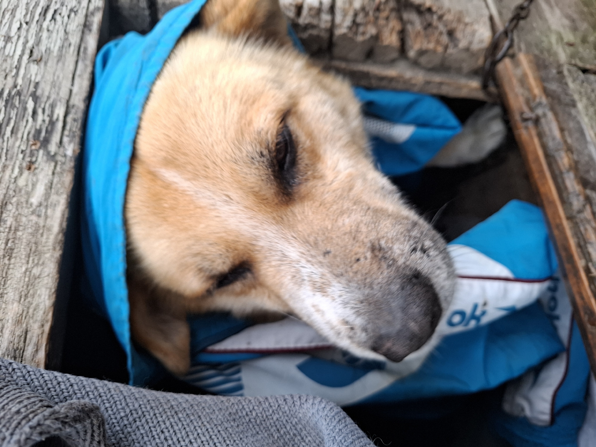 A medium-sized, light brown dog is nestled in a small enclosure, possibly a wooden box or crate. The dog is wearing a bright blue hood. The dog's eyes are closed. The box is partially lined with a blue and white garment. The enclosure has wood walls. A grey woven material is visible at the bottom left. The location is Khlevnoye, Russia.