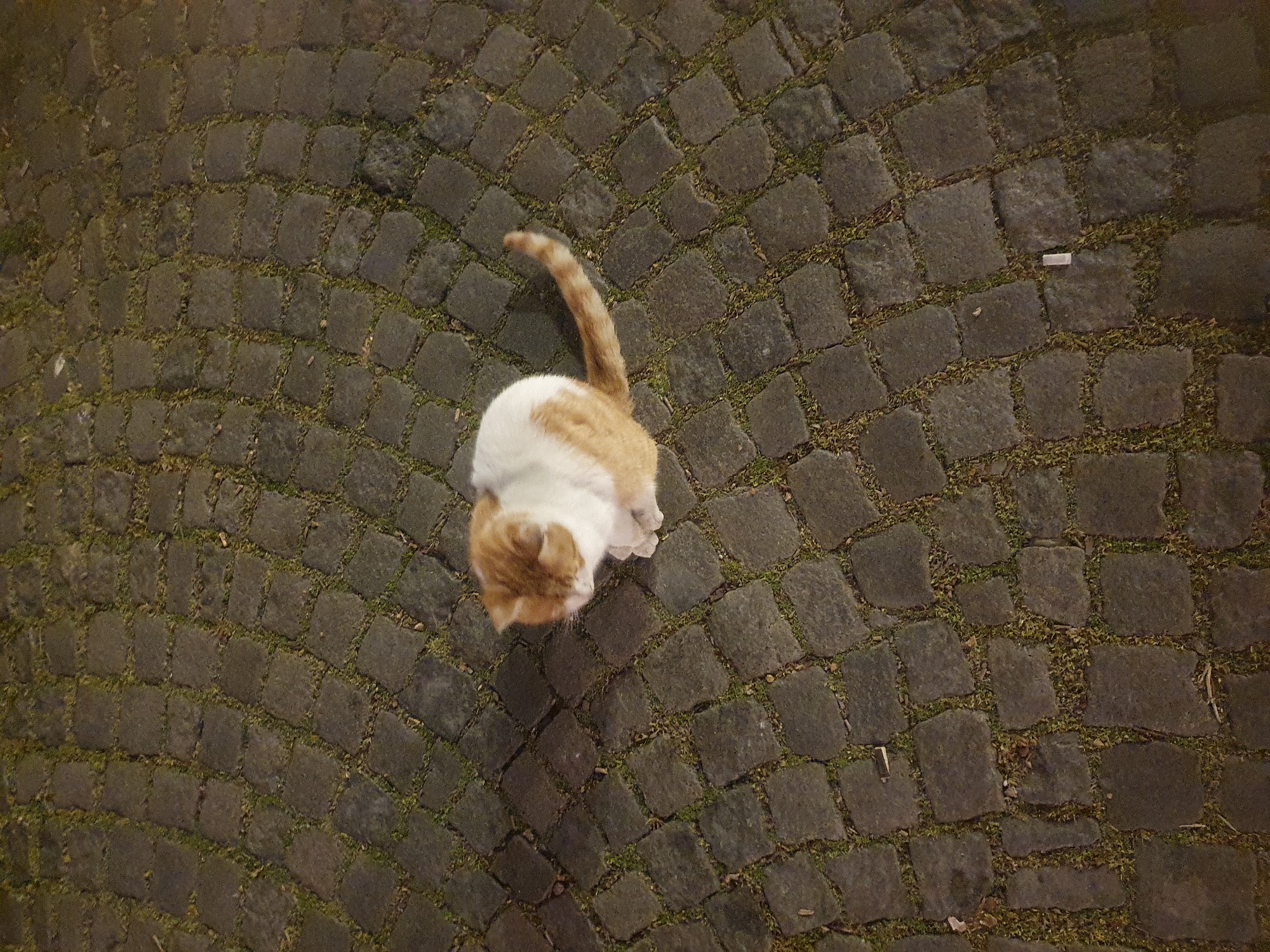 A ginger and white cat sits on a cobbled street. The cobbles are dark grey and vegetation grows between them. A small piece of white litter is visible on the street surface near the top right of the image. The cat's head is positioned in the lower left quadrant of the photo, with its tail extending upwards.