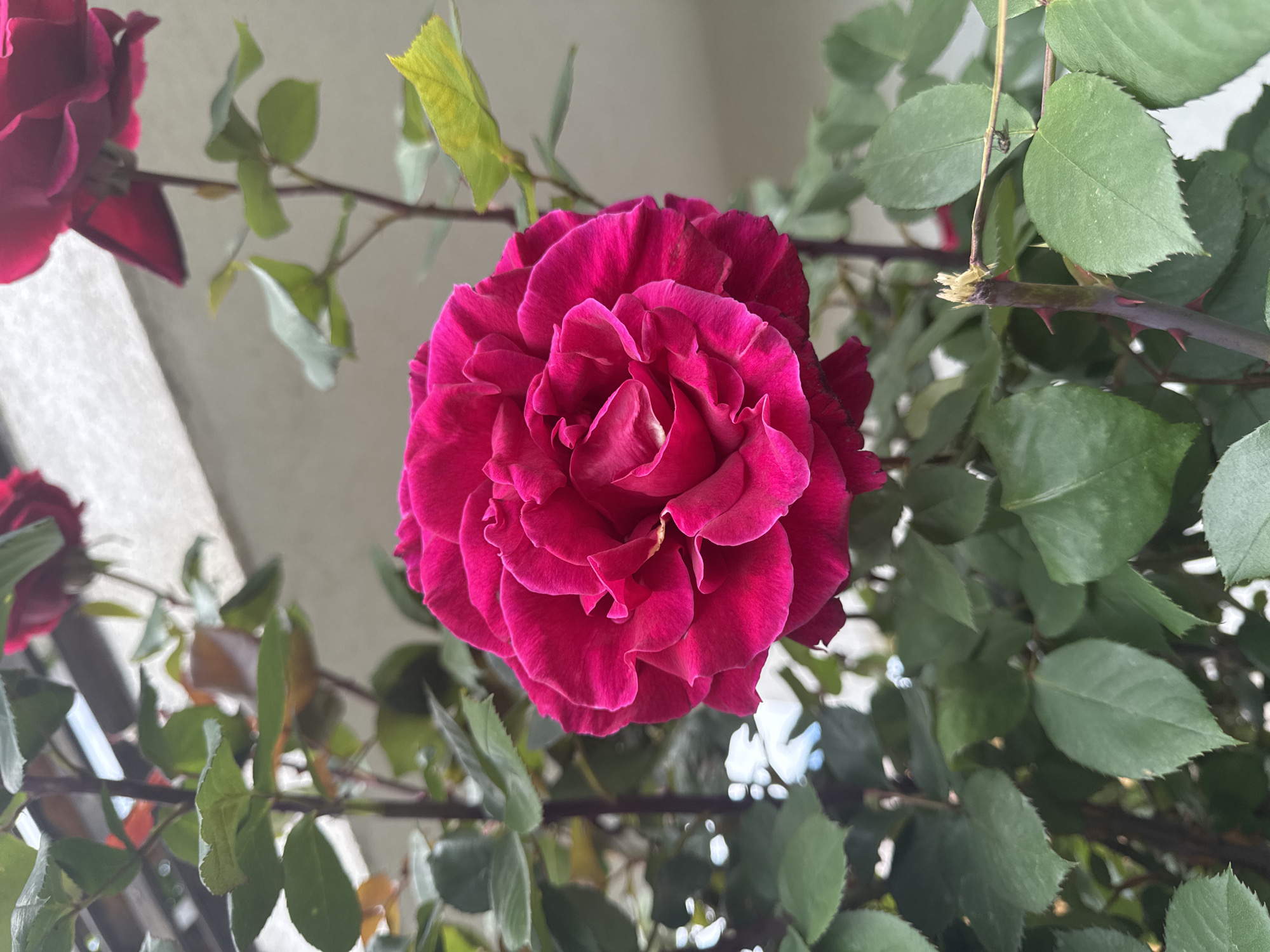 A close-up shot shows a blooming, magenta-colored rose at the center, surrounded by green leaves and thorny branches. The flower is in full bloom, exhibiting multiple layers of petals. Other rose blooms appear partially in the periphery, indicating the presence of more flowers in the frame. In the background, an indistinct, light-colored architectural element can be seen. The location is unknown.