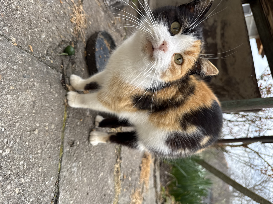 The image displays a calico cat standing on a grey concrete surface in an outdoor area of Pirne, Bulgaria. The cat is positioned in the foreground, oriented slightly to its left, with its head turned to face the viewer. Its fur exhibits a patchwork of black, orange-brown, and white. The left side of its face is predominantly black, the right side is orange-brown, and a white blaze extends down its muzzle and between its greenish-yellow eyes. It has a pink nose and prominent white whiskers. The cat's chest and belly are white, while its back and sides feature distinct black, orange-brown, and white patches. Its front legs are white, terminating in white paws. The visible hind legs appear dark with white paws. The cat's posture is slightly crouched with an arched back, and its gaze is directed forward.
To the left and slightly behind the cat's front paws, a dark, circular, shallow bowl containing dry particulate matter is present. A small, round, green object rests on the concrete near the cat's front left paw. The ground is grey, cracked concrete with visible seams and scattered dry brown debris.
The background is an unfocused outdoor environment. Immediately behind the cat, an indistinct grey structure is visible. To the right, green vegetation, consistent with tall grass, is present. Bare-branched trees are silhouetted against a light, possibly overcast sky in the far background. Blurred wooden structural elements are visible overhead, suggesting an overhang or roof. The scene is illuminated by diffused, natural light.