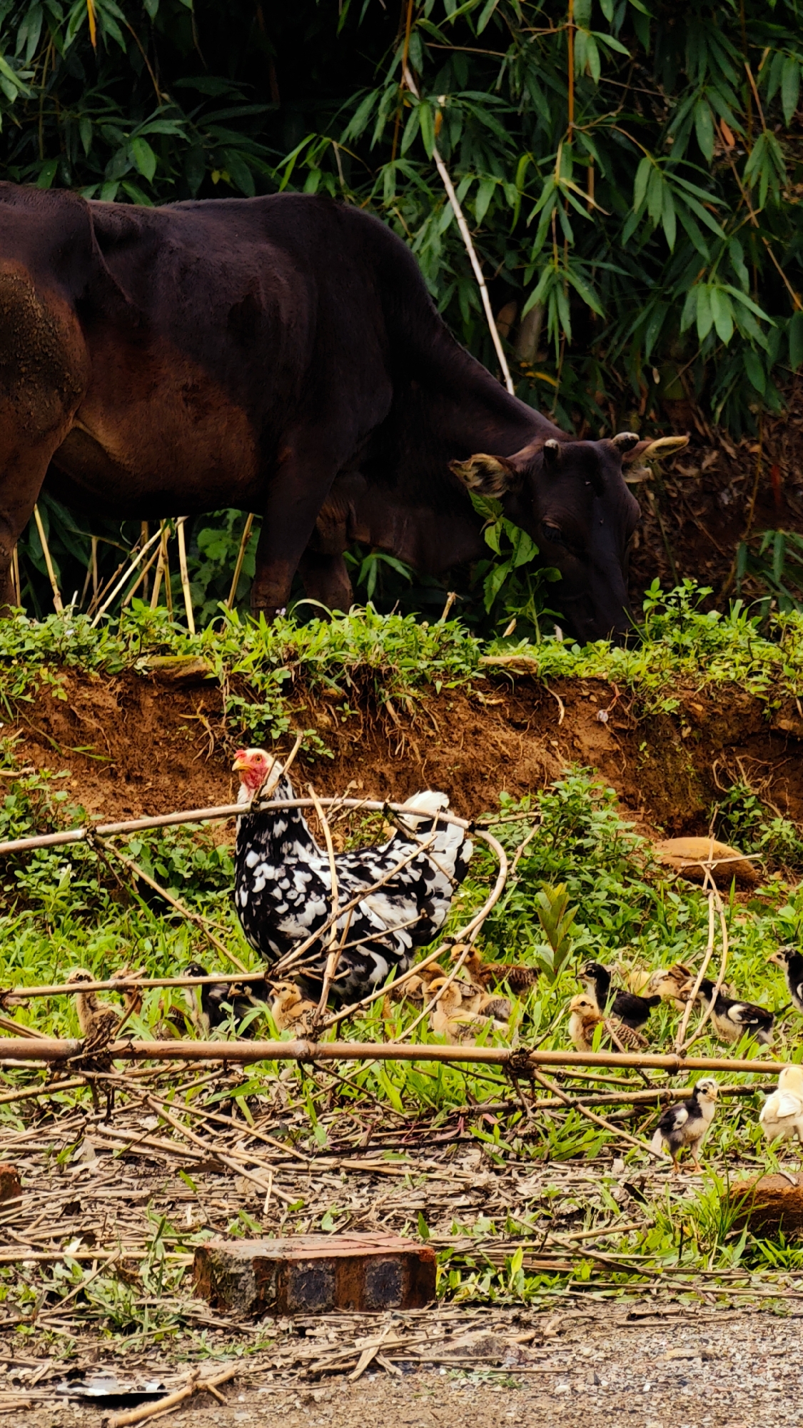 In Dế Xu Phình, Vietnam, a detailed outdoor scene depicts multiple domestic animals within a natural, terraced environment. In the upper section, a dark brown bovine, likely a cow, is seen grazing on green vegetation atop a raised dirt bank. Its head is lowered, indicating foraging activity. Behind the cow, a dense backdrop of tall, slender green-leafed plants, consistent with bamboo, is visible. On a lower ground level, separated by the earthen bank, a black and white speckled hen with a prominent red comb and wattle stands amidst a scattering of dry, intertwined branches and sparse green grass. Numerous small chicks, exhibiting varied plumage from light yellow to patterned black and white, are distributed around the hen, some visible in the immediate foreground and others partially obscured by the dry branches. The ground in the lower half of the image consists of dry leaves, small sticks, patches of green grass, and exposed reddish-brown soil. A single, weathered red brick is horizontally positioned in the lower-left foreground. The scene is observed under natural daylight.