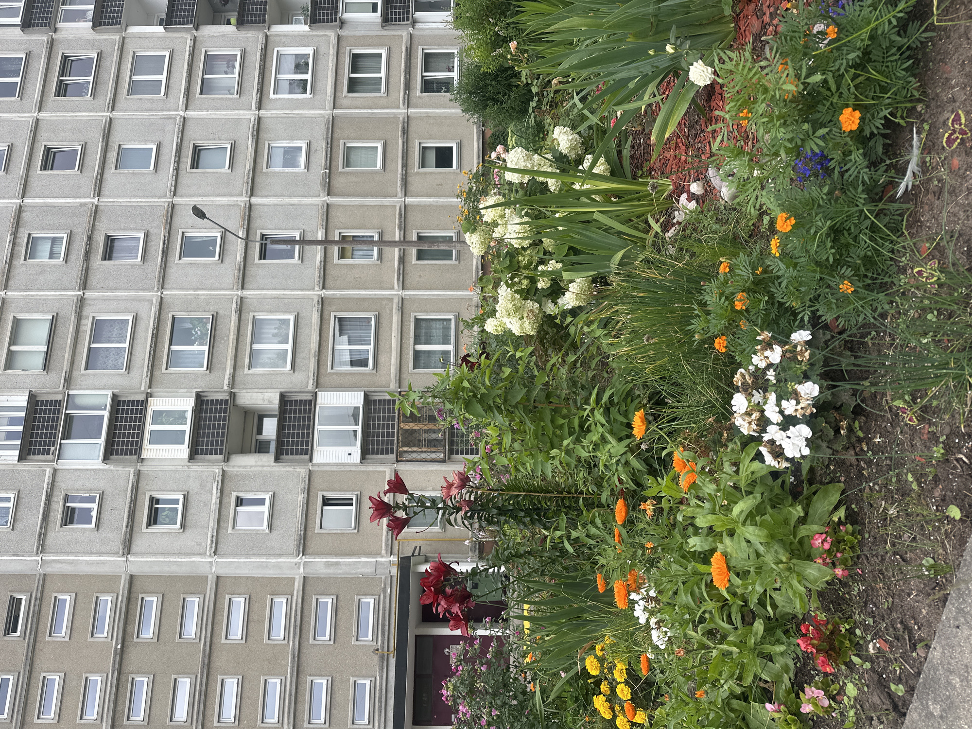 The image shows a close-up view of a flowerbed in front of a grey, multi-story apartment building. The building appears to be made of concrete and features rows of rectangular windows. The flowerbed is full of various colorful flowers, including red lilies, orange marigolds, yellow flowers, white hydrangeas, and small pink and red flowers. Green foliage is abundant, with tall grasses and leafy plants. The ground is a mix of soil and mulch. The scene is likely located in a residential area within the city of Riga, Latvia, given the architectural style of the building, which is typical of Soviet-era construction found in the Baltic region. There are no people visible in the image.