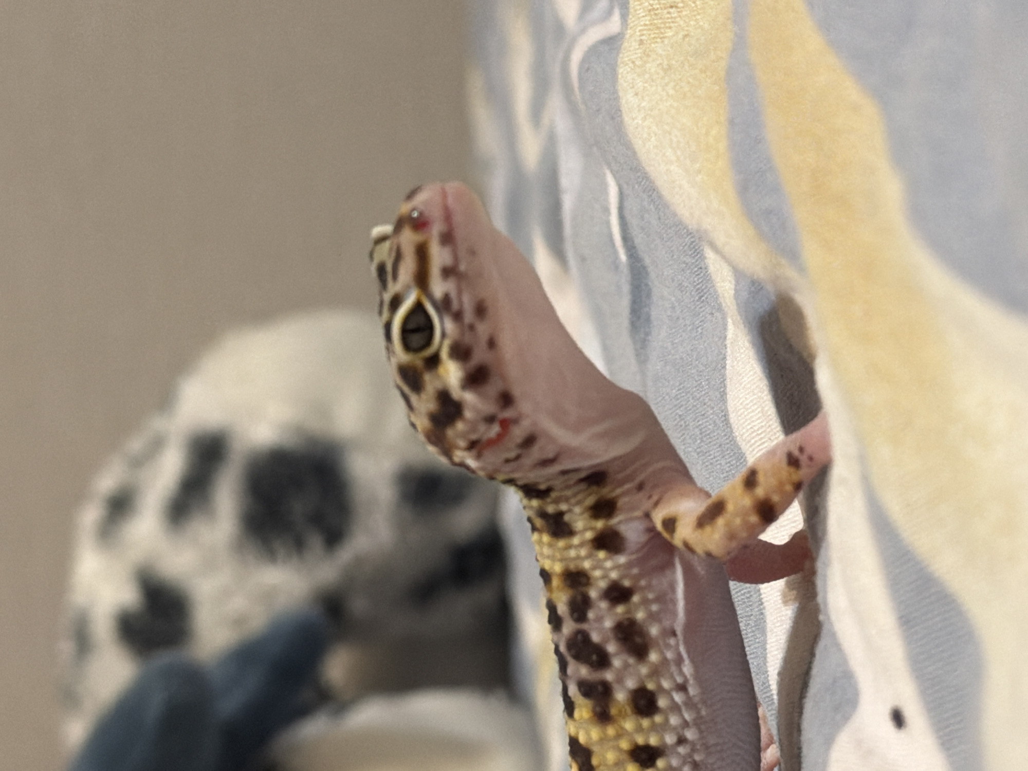 A leopard gecko clings to a striped surface. The gecko's head is in focus, showing its eye and the pattern of spots. The body of the gecko extends downwards, also displaying a spotted pattern. In the blurred background is a spotted stuffed animal. The scene appears to be indoors. The location is not discernible from the image.