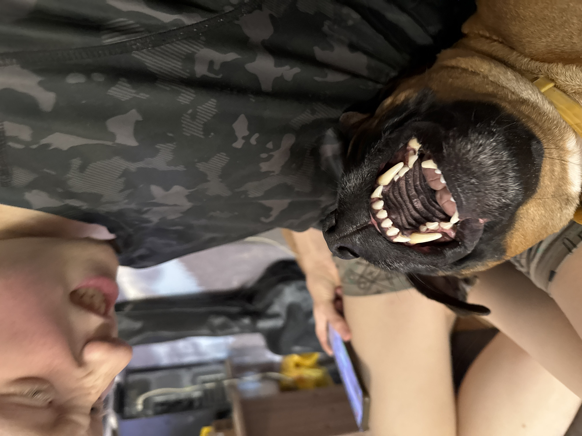 The media file shows a close-up, Dutch angle shot of a person and a dog. The person, positioned in the lower left of the frame, has their face turned to the side, with their mouth open. Their skin is fair, and they are wearing a black shirt with a camouflage pattern. The dog, a large breed with tan fur and a black muzzle, is in the upper right, with its head angled downwards towards the person. The dog's mouth is wide open, revealing its teeth and tongue, and it appears to be panting or yawning. The dog is wearing a yellow collar.
The background is blurred, but hints of an indoor setting are visible, possibly a room with some objects on shelves or tables. The lighting suggests it is daytime, though no specific weather cues are apparent. The overall mood is playful and intimate, suggesting a moment of shared interaction between the person and the dog. No visible text is present in the media file.