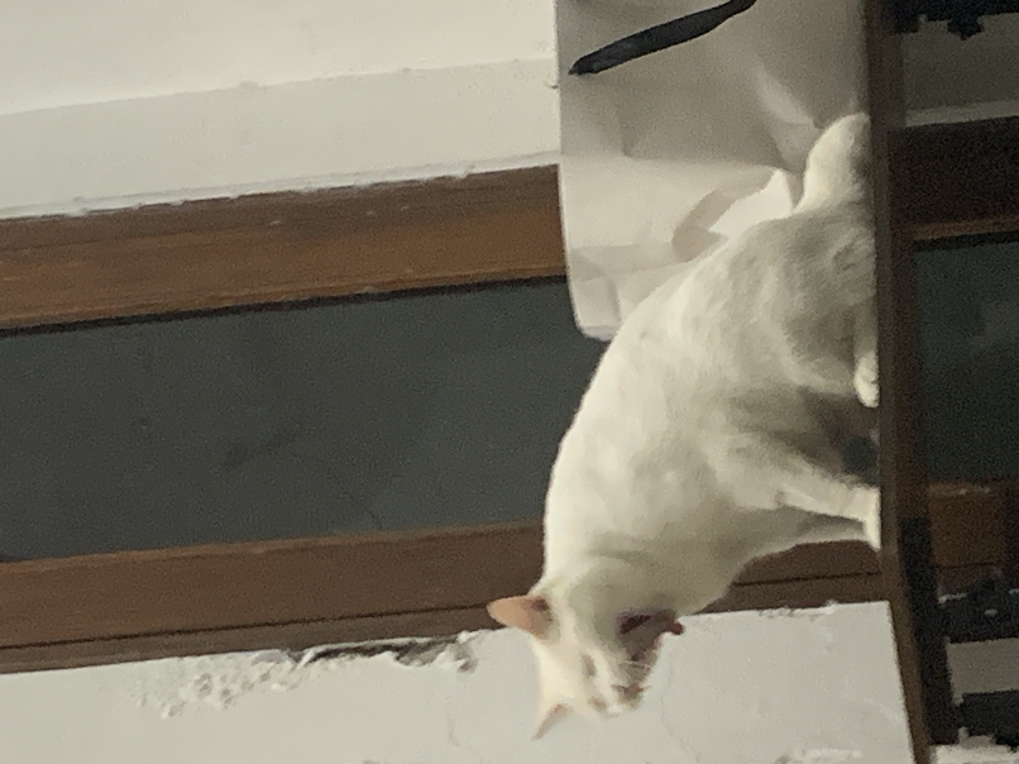 This is a close-up, low-angle shot of a white cat hanging from a white bag. The cat is positioned on the right side of the frame, upside down, with its head pointing downwards. Its fur is predominantly white, with some faint pinkish or orange markings visible on its ears and face. The cat appears to be mid-action, possibly trying to get into or out of the bag.
The bag itself is large and white, with a dark stripe running along its upper edge. Part of a dark shelving unit or ladder is visible on the far right of the image, providing a vertical element. The background consists of a textured white wall and a wooden surface that appears to be a window frame or shelf. Below the wooden surface, there is a darker area, possibly a window or another part of the room. The overall lighting suggests it may be indoors or in a shaded outdoor area, possibly at dusk or during the day with artificial light. The scene is likely domestic, given the presence of a cat and household items. There is no discernible text in the image. The setting, within Sukawati, Indonesia, offers no specific visual cues within this close-up crop.