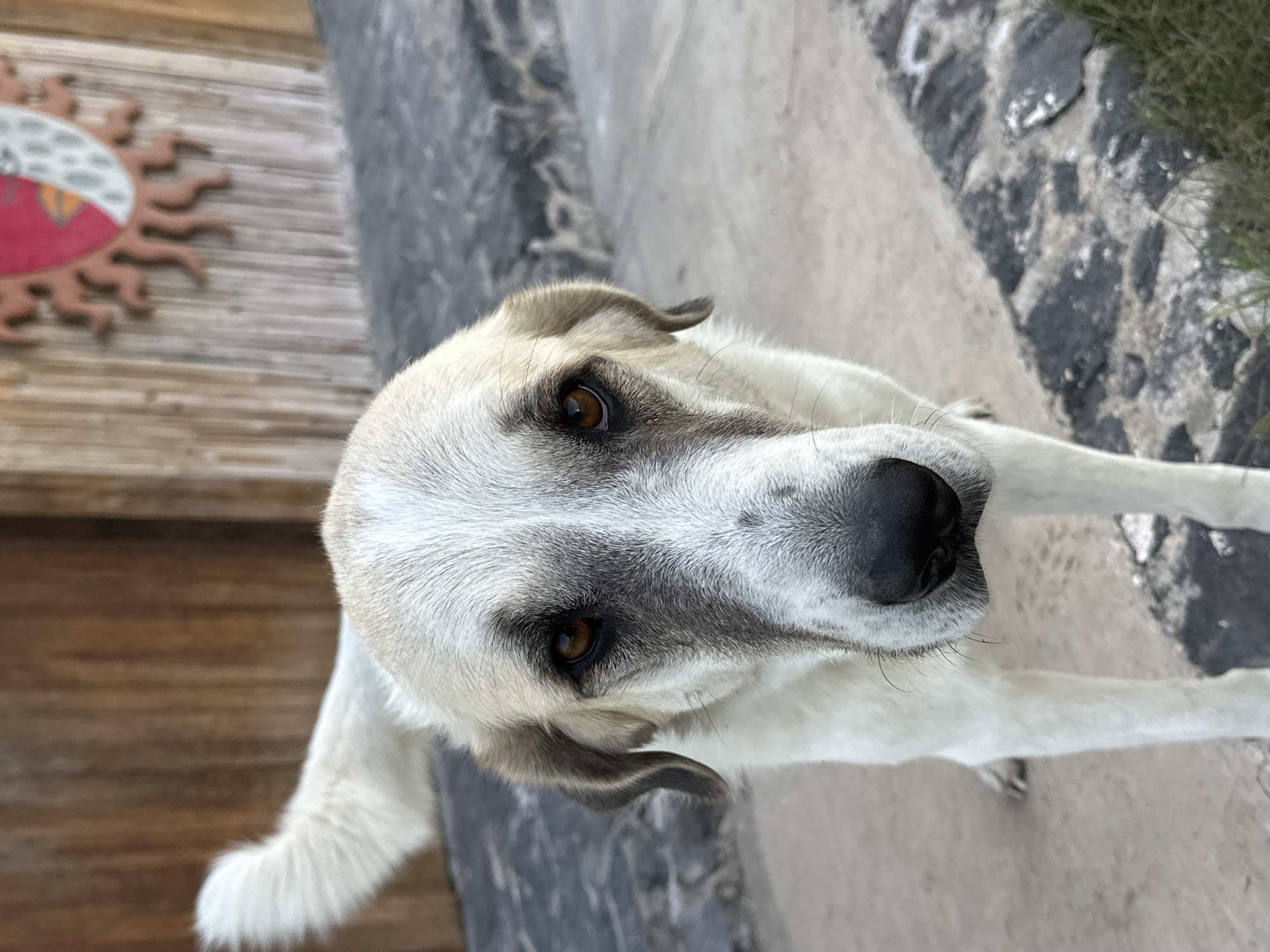 A close-up, slightly canted, eye-level shot shows a medium-sized dog in San Luis Tehuiloyocan, Mexico. The dog is predominantly white with grey or light brown shading around the muzzle, eyes, and ears. It has dark, round eyes and a large, black nose. The dog is positioned on a concrete surface near a stone or brick border that shows signs of wear and age. In the background, a weathered wooden structure with a decorative emblem resembling a sun or flower with red and gold details can be seen. The overall impression is of a quiet, urban environment.