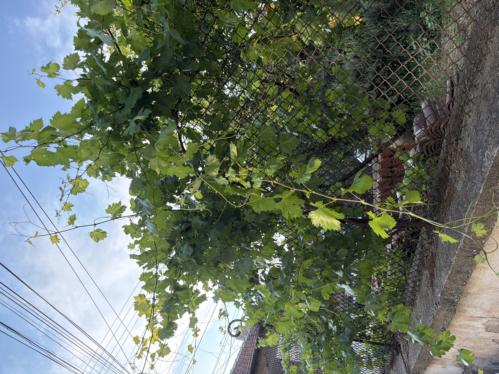 A low-angle outdoor shot captures a dense, green vine heavily draped over a rusty chain-link fence. The vine's broad, heart-shaped leaves and thin tendrils are abundant, obscuring much of the fence and the background. Above the fence, a tangle of power lines crisscrosses the bright blue sky, which has a few wispy clouds. To the left, the corner of a terracotta-tiled roof and a section of a stone and stucco wall are visible. A pile of old terracotta roof tiles rests on the ground behind the fence. The scene is situated in the city of Pazardzhik, Bulgaria.