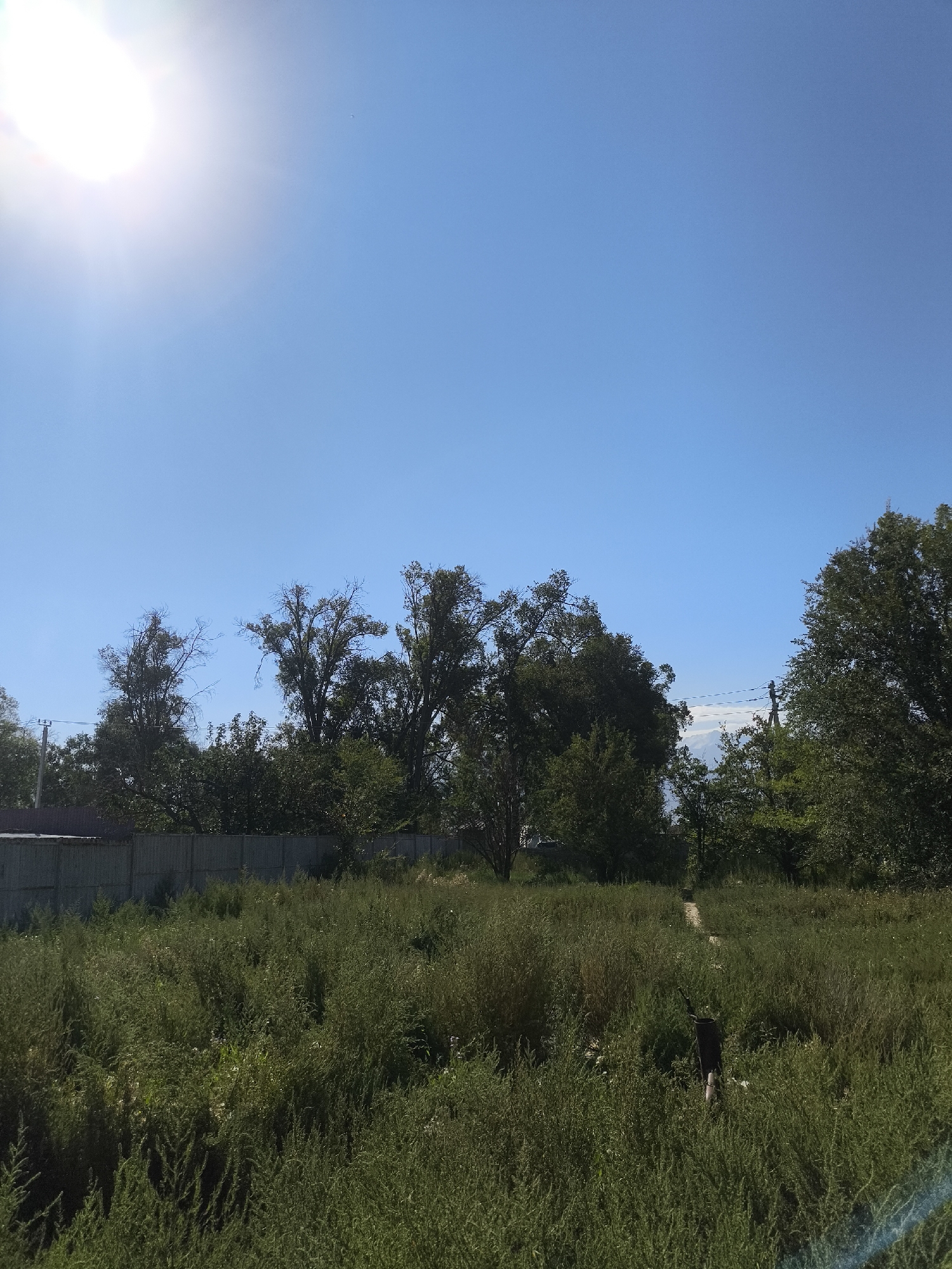The image depicts a rural scene under a bright blue sky with a strong sun. The foreground is dominated by a dense field of green vegetation, appearing somewhat overgrown. In the mid-ground, a weathered wooden fence runs horizontally across the frame, separating the field from a line of trees. These trees vary in density and foliage, with some appearing more mature and full while others show bare branches, suggesting different species or seasons. A faint dirt path is visible, leading into the vegetation from the right side of the frame. In the background, the sky is clear and expansive, with the sun prominently visible in the upper left corner, casting a bright glare. The overall impression is of a natural, undeveloped area, consistent with the outskirts of a rural settlement. The location is identified as Kochkor, Kyrgyzstan.