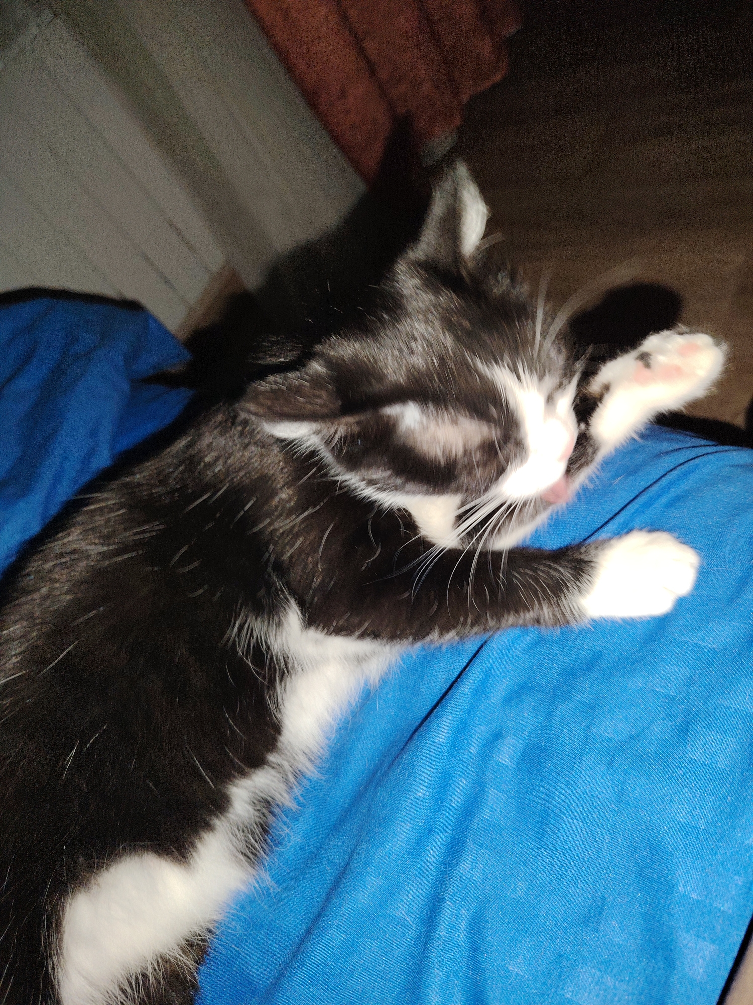 A close-up shot shows a black and white kitten lying on a blue fabric surface, possibly a blanket or clothing. The kitten's fur is predominantly black with white markings. Its paws are white, one of which is raised near its face. The kitten appears to be grooming itself or licking its paw, as a small portion of its tongue is visible. The background is blurred and indistinct.
