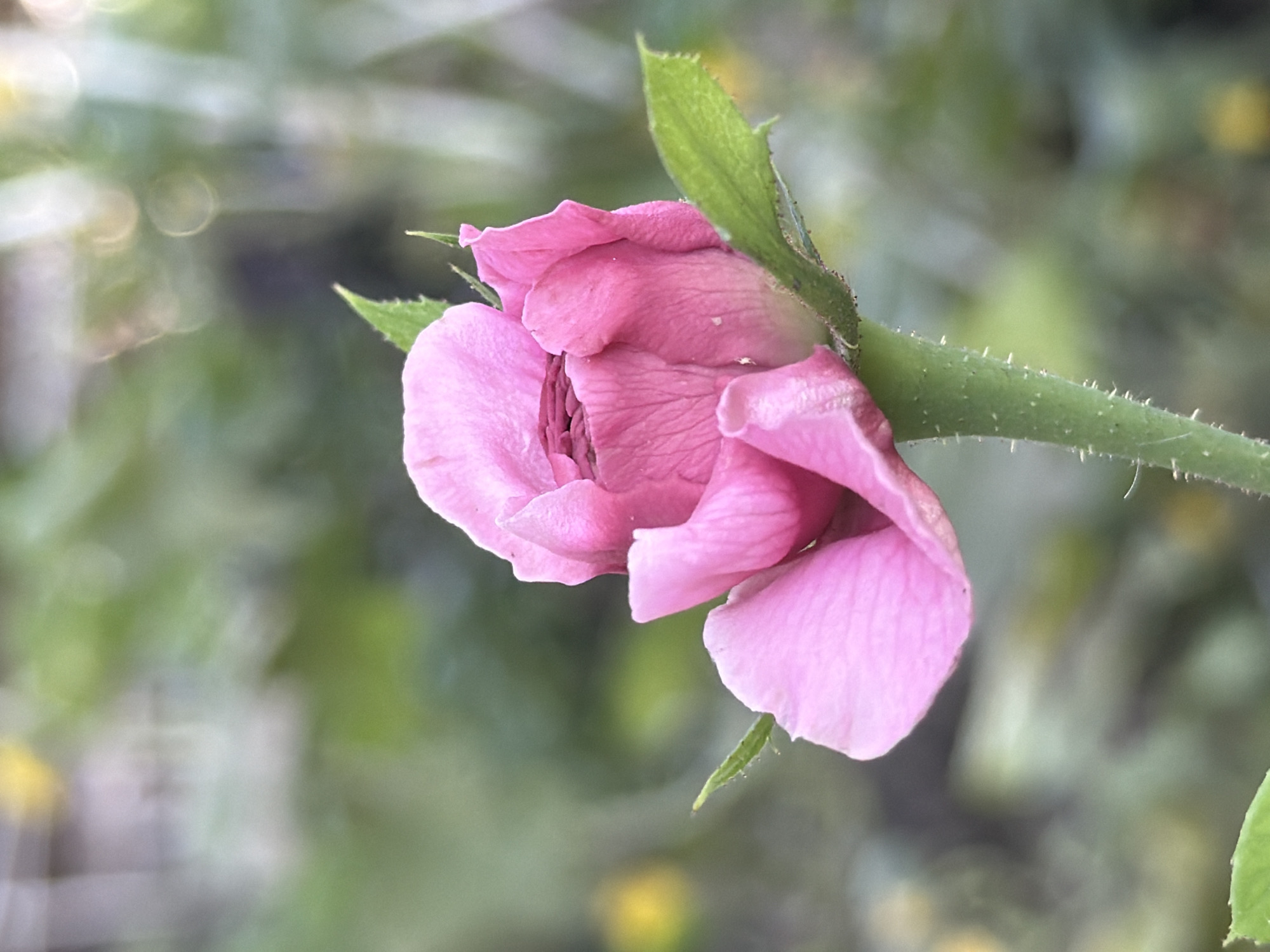 A close-up, vertical, eye-level shot captures a vibrant pink rose bud in bloom against a blurred green and yellow outdoor background. The rose, centrally located, is its main subject. Its petals are a rich pink, with a slightly darker hue in the deeper recesses of the bloom. The stem, a vivid green, is covered in fine, white prickles. Two small green leaves protrude from the stem, one to the left and one to the right of the bloom, also showing serrated edges. The background consists of soft-focus green foliage with occasional bright yellow blurs, possibly other flowers or light reflections. The overall atmosphere is serene and naturalistic. The image does not depict any people, actions, or interactions. The location is specified as Достук, Kyrgyzstan.