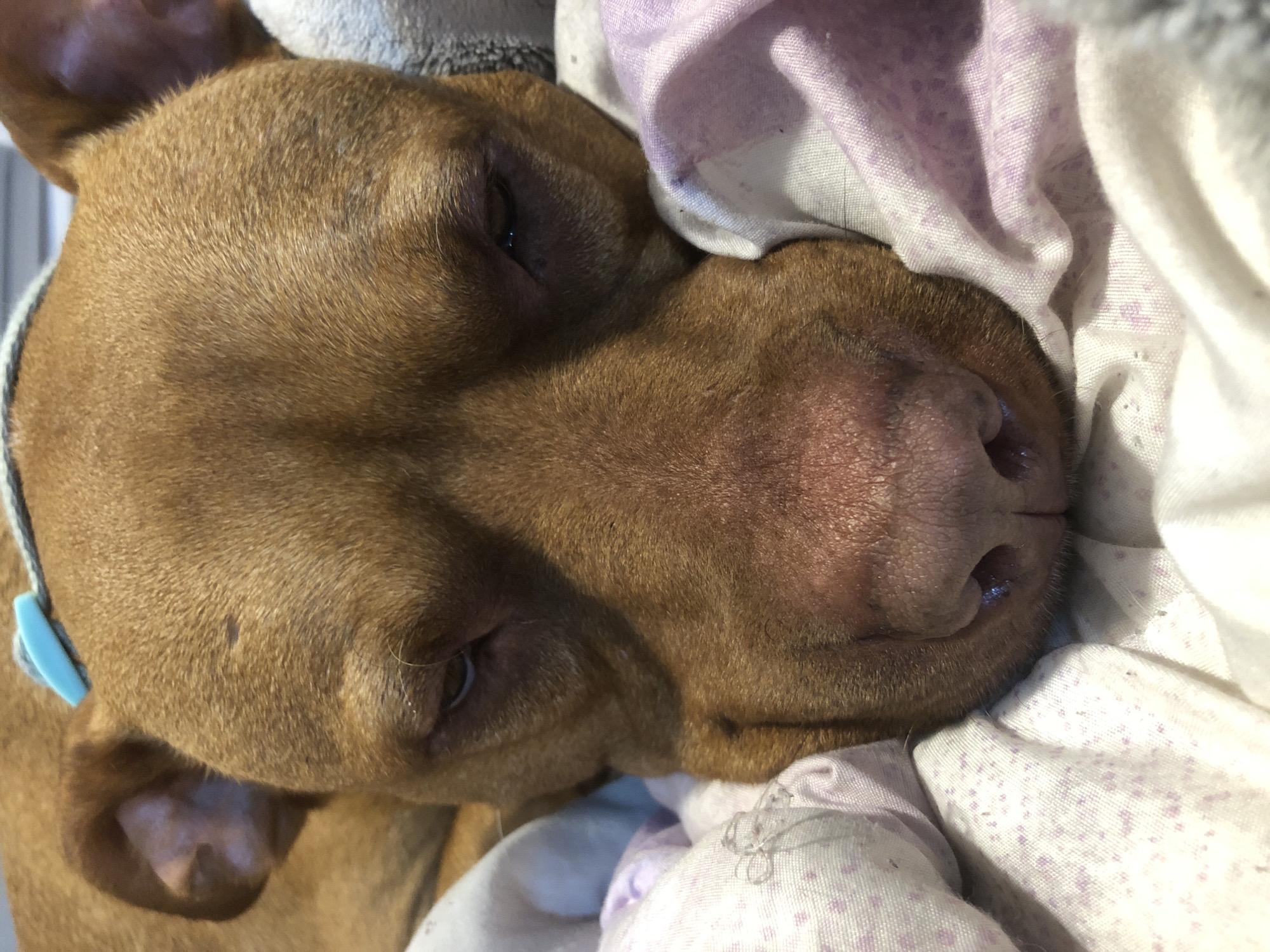 A brown dog is lying down, resting its head on a patterned blanket. The dog has short brown fur and a large, pink nose. It is wearing a light blue collar. The background is blurred, but appears to be indoors. There is no indication of location.