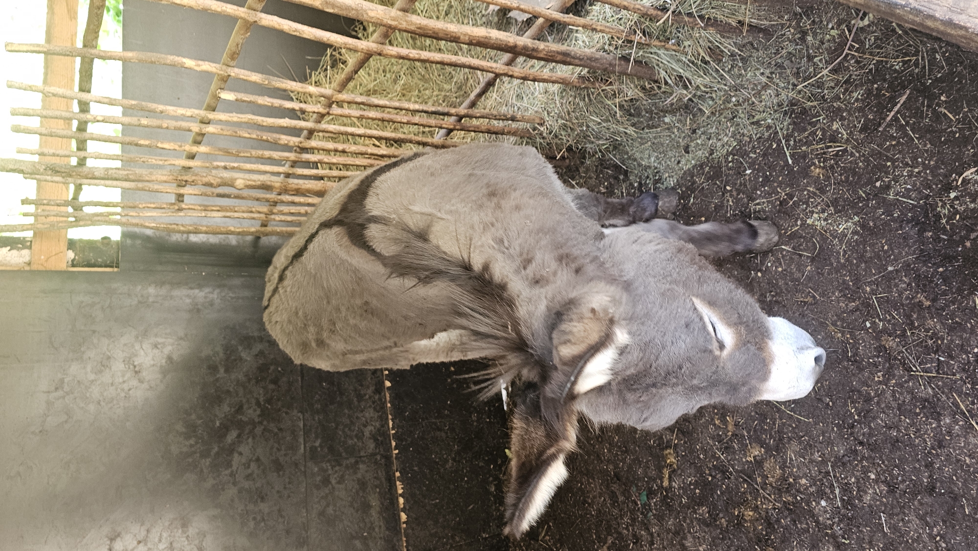 A donkey stands in a stall, with its head bowed towards the ground. The stall has a dirt floor and is partially enclosed by a grey wall and a wooden fence made of vertical branches. Hay is visible behind the fence. The donkey is grey with a dark stripe running down its back. Its ears are large and point upwards, with white tufts on the inside. The donkey's eyes are partially closed. The overall impression is one of a humble and contained animal. The image is taken in Kommunstroi, Russia.