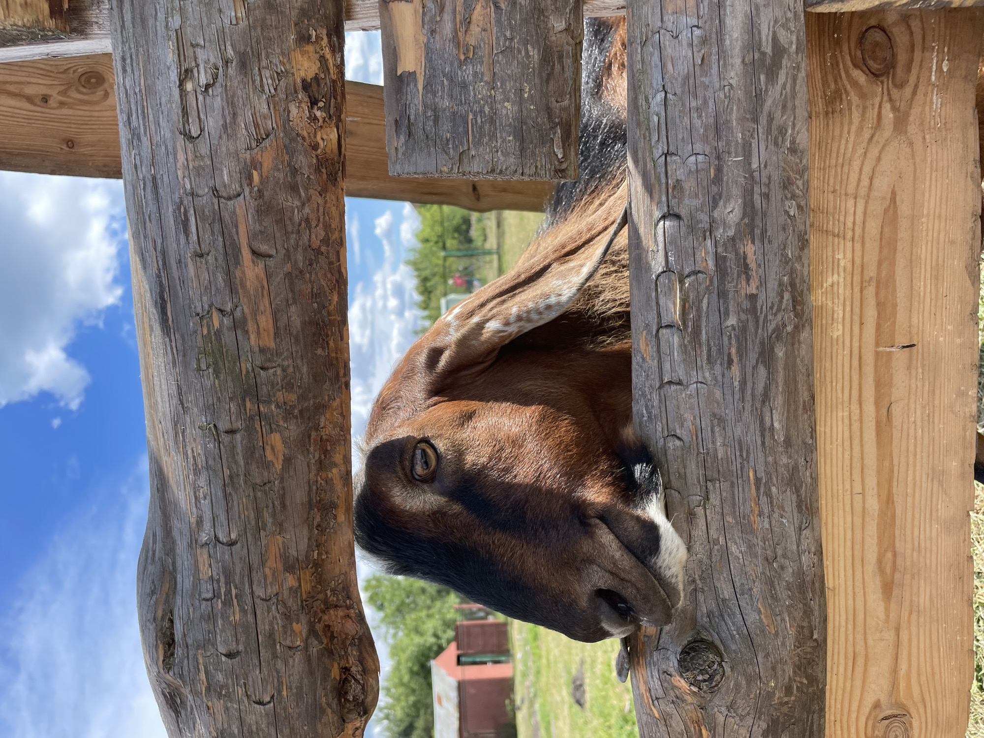 An outdoor, vertically oriented photograph depicts a brown and black goat looking through a rustic wooden fence under a bright blue sky with scattered white clouds, in Знаменскі сельскі Савет, Belarus. The goat's head and part of its upper body are framed between two weathered, horizontal logs of the fence. The goat's face is predominantly dark brown and black, with a visible right eye and some white fur around its muzzle. Its right ear, partially visible, shows brown fur with lighter markings. The upper log of the fence features several distinct, semi-circular indentations or markings along its length, along with visible wood grain and texture. In the background, out of focus, a expanse of green grass is present, along with a distant small, red building featuring a lighter-colored roof on the left side, and additional green foliage and trees further in the distance. The scene is illuminated by natural daylight, indicating clear weather.