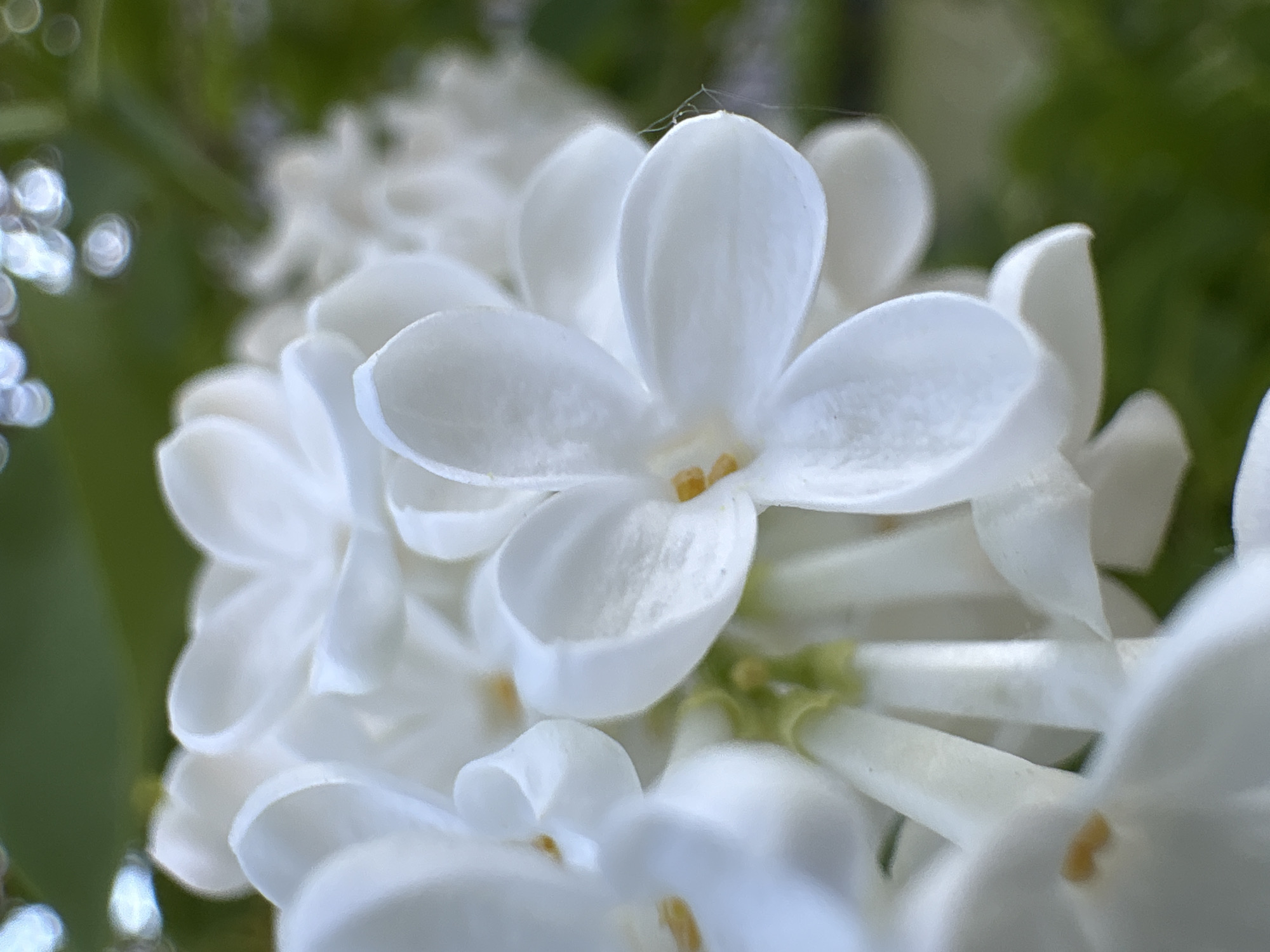 A close-up photograph captures a cluster of white four-petaled flowers, likely lilac, in sharp focus against a deeply blurred green background. The central flower exhibits a prominent yellow-orange stamen or pistil. Other white flowers in various stages of focus are visible surrounding the primary subject. The background displays soft, circular bokeh highlights and indistinct green foliage. A fine, delicate strand of spiderweb is faintly visible adhering to the edge of a petal on the right side of the main flower cluster. No individuals or fauna are present in the scene, which is set in Ленинградская, Russia.