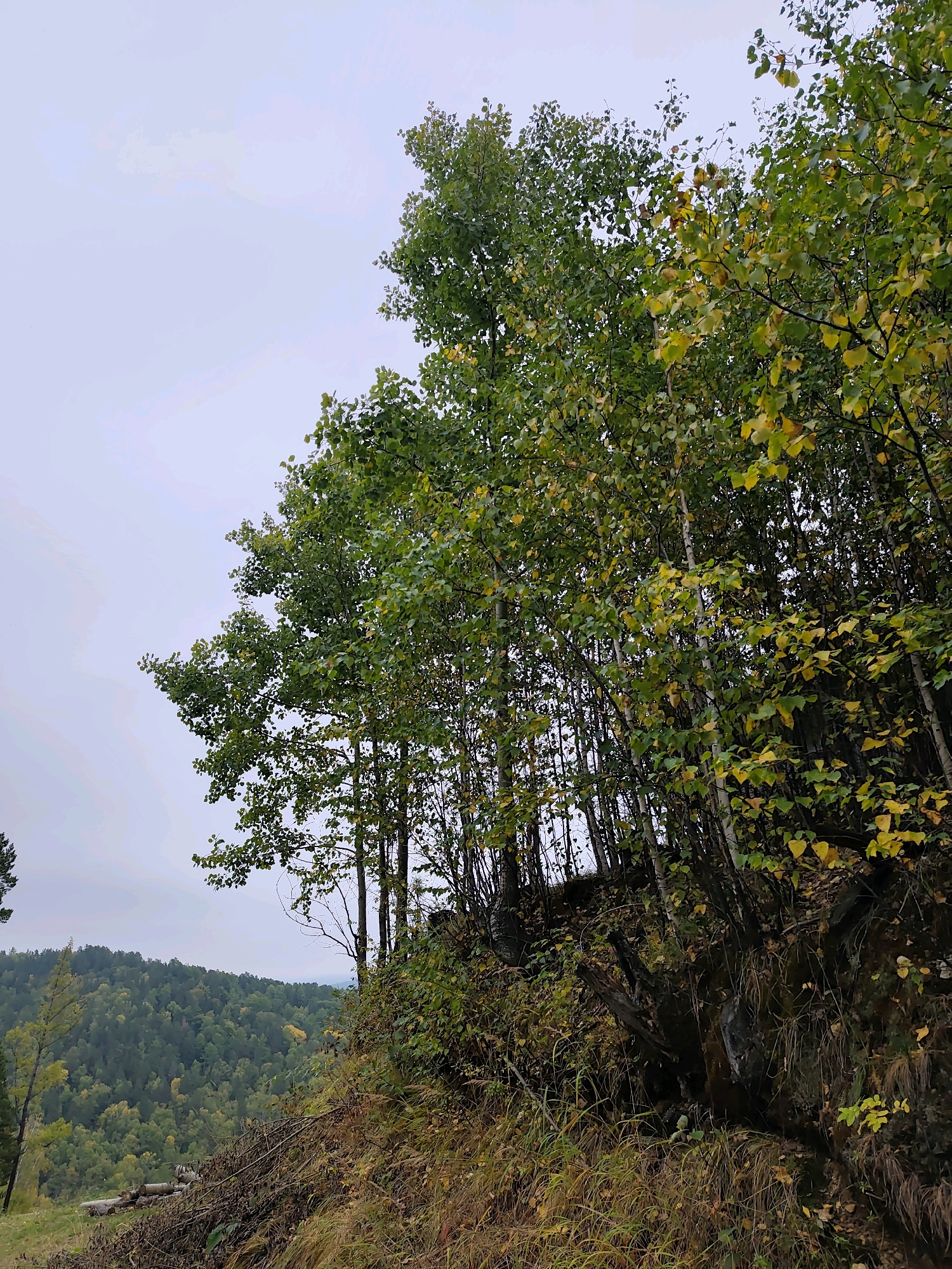 The image depicts a wooded hillside with a cluster of birch trees in the foreground. The leaves on these trees are a mix of green and yellow, suggesting it is autumn. The background shows a densely forested valley under an overcast sky. There is no indication of human presence or activity within the frame. The scene appears to be a natural landscape in a rural or wilderness area.