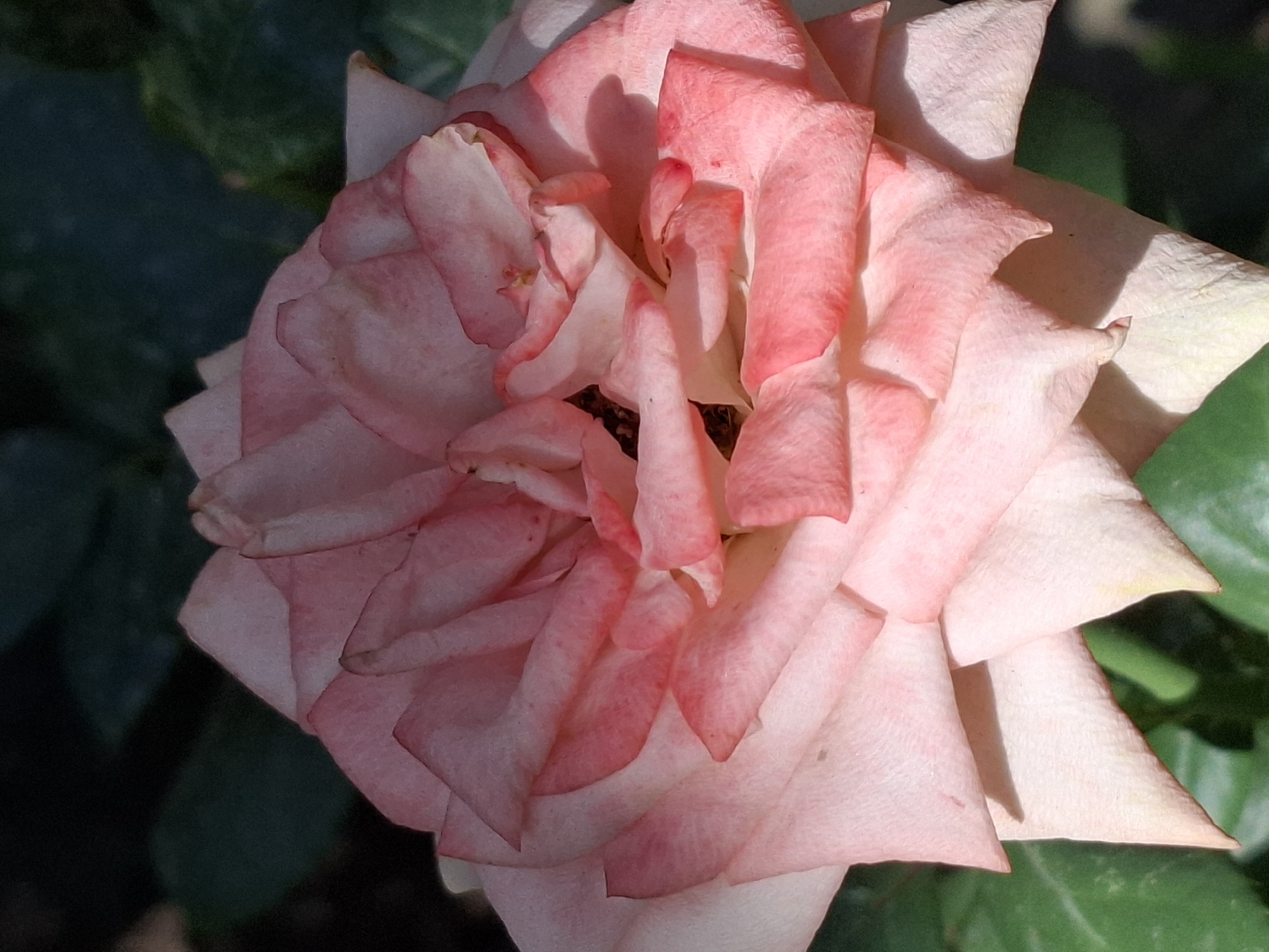 A close-up, vertical, outdoor, natural light shot shows a light pink rose in full bloom. The petals are layered and ruffled, with some edges appearing slightly dried or curled. The rose is predominantly pink, with some lighter, almost white areas and hints of deeper pink or red. The background is dark and out of focus, consisting of green leaves and shadows. The image appears to have been taken in Almaty, Kazakhstan, likely in a park or garden setting, given the presence of a rose and natural foliage. No people or specific city landmarks are visible.