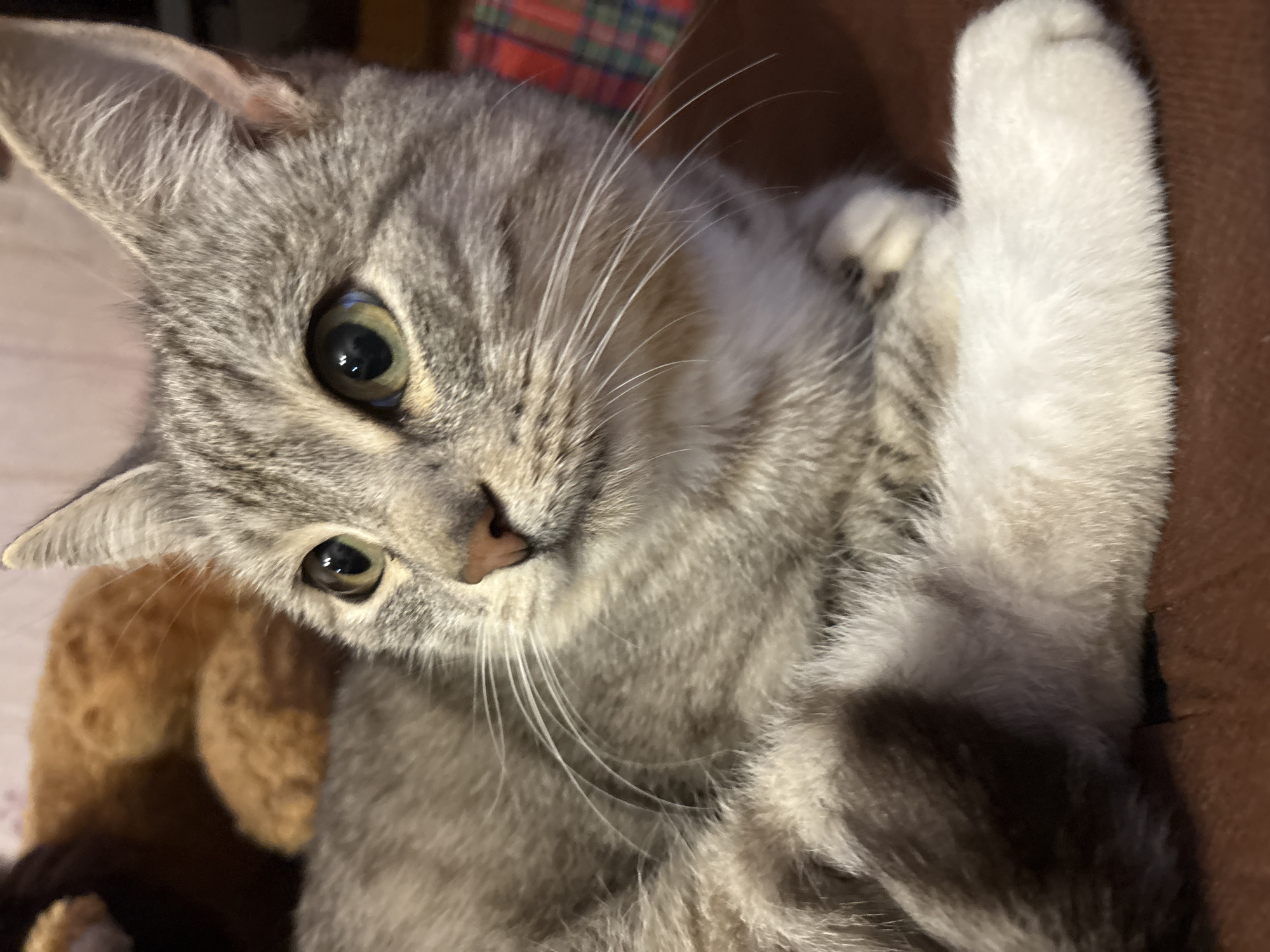 The image shows a close-up of a tabby cat with green eyes and white paws, lying down on a brown surface. The cat's fur is grey with darker tabby markings. In the background, a blurry orange object, possibly another animal or toy, is visible, along with a glimpse of a red and green plaid pattern. The lighting suggests an indoor setting. There is no information to determine the location of this image in the city of Ветлужский, Russia.