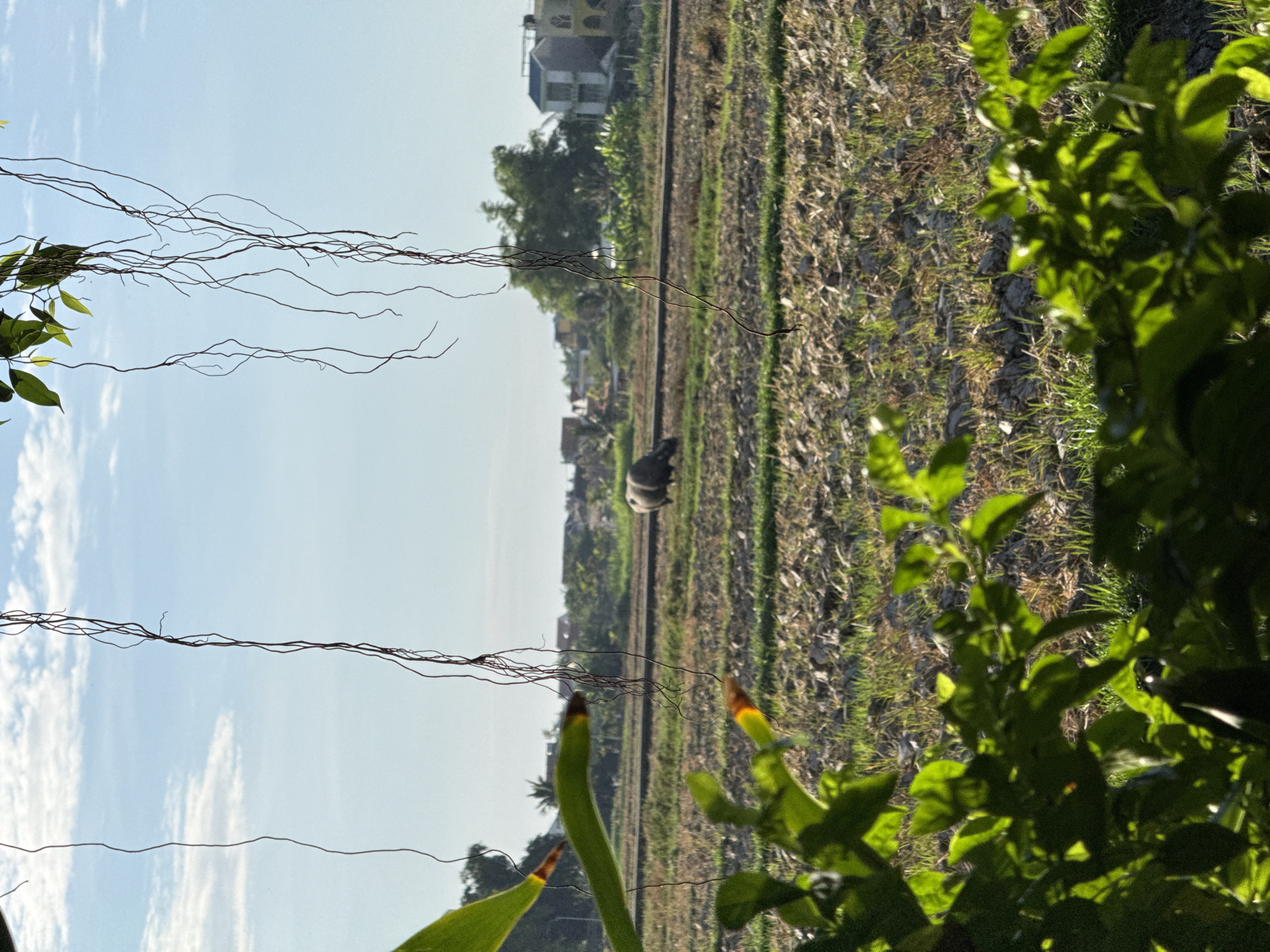 This image, captured in Đà Nẵng, Vietnam, presents a rural landscape under a bright, cloudy sky. In the foreground, out-of-focus green foliage and multiple long, thin, dark brown aerial roots or vines hang vertically from the top and extend from the left. The midground reveals a cultivated field with areas of green grass and patches of exposed, disturbed brown soil. A dark, horizontal raised path or road traverses the field from left to right. To the right of the frame's center, a dark gray water buffalo is observed with its rear facing the viewer, positioned within the field. The background consists of a collection of houses and buildings, indicative of a residential area, interspersed with various green trees and vegetation.