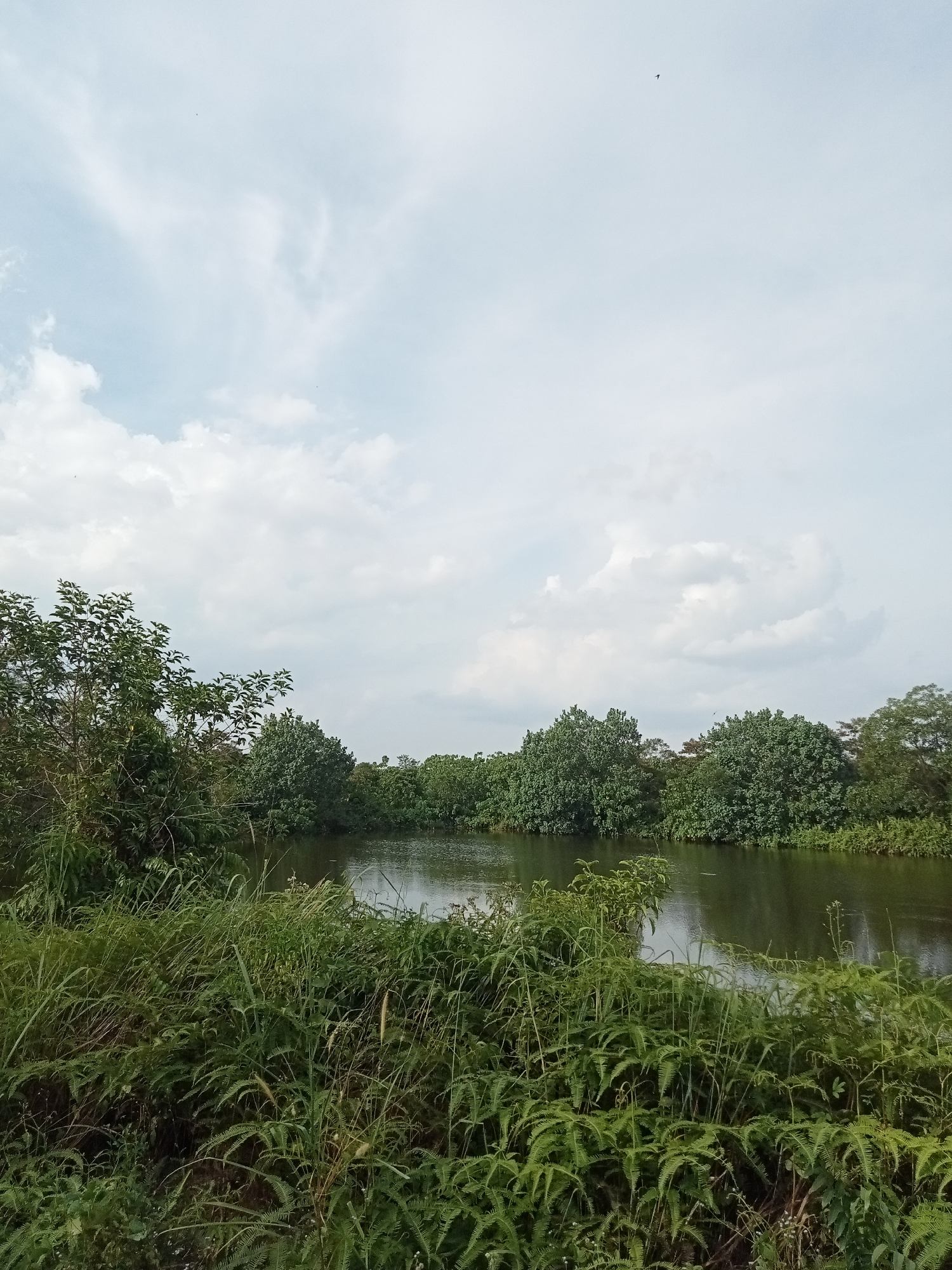 A serene landscape features a calm body of water reflecting the sky. Lush green foliage, including trees and ferns, densely surrounds the water's edge. In the distance, a line of trees forms a natural backdrop against a sky filled with soft, white clouds. A faint dark speck, possibly a bird, is visible in the upper portion of the sky. The scene is devoid of human presence.