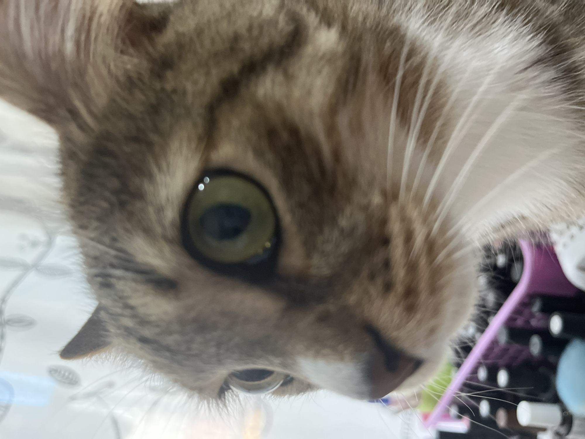 A close-up, slightly tilted view of a tabby cat's face. One green eye is visible, along with the nose, whiskers, and fur. The background is blurry and shows a mix of colors, including white, pink, and black. There is no evidence of Izhevsk, Russia.