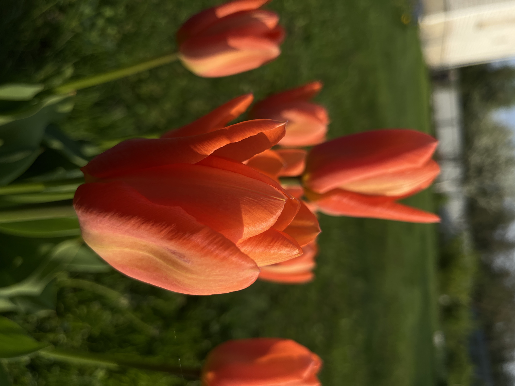 The image depicts several orange tulips in a garden setting. The flowers are in various stages of bloom, with one fully open and others still closed. The background consists of green grass and a glimpse of a white structure, possibly a building, in the distance. The location is unspecified within the city of Большое Саврасово, Russia. There are no people in the image.